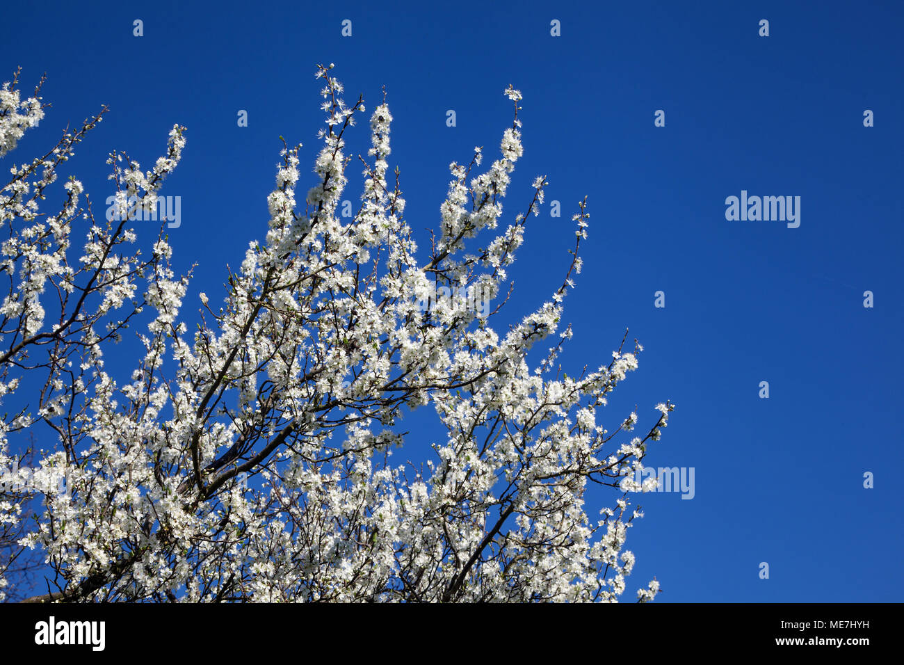 Damson albero in fiore che cresce in una siepe riga nella campagna inglese con cielo blu cielo Foto Stock
