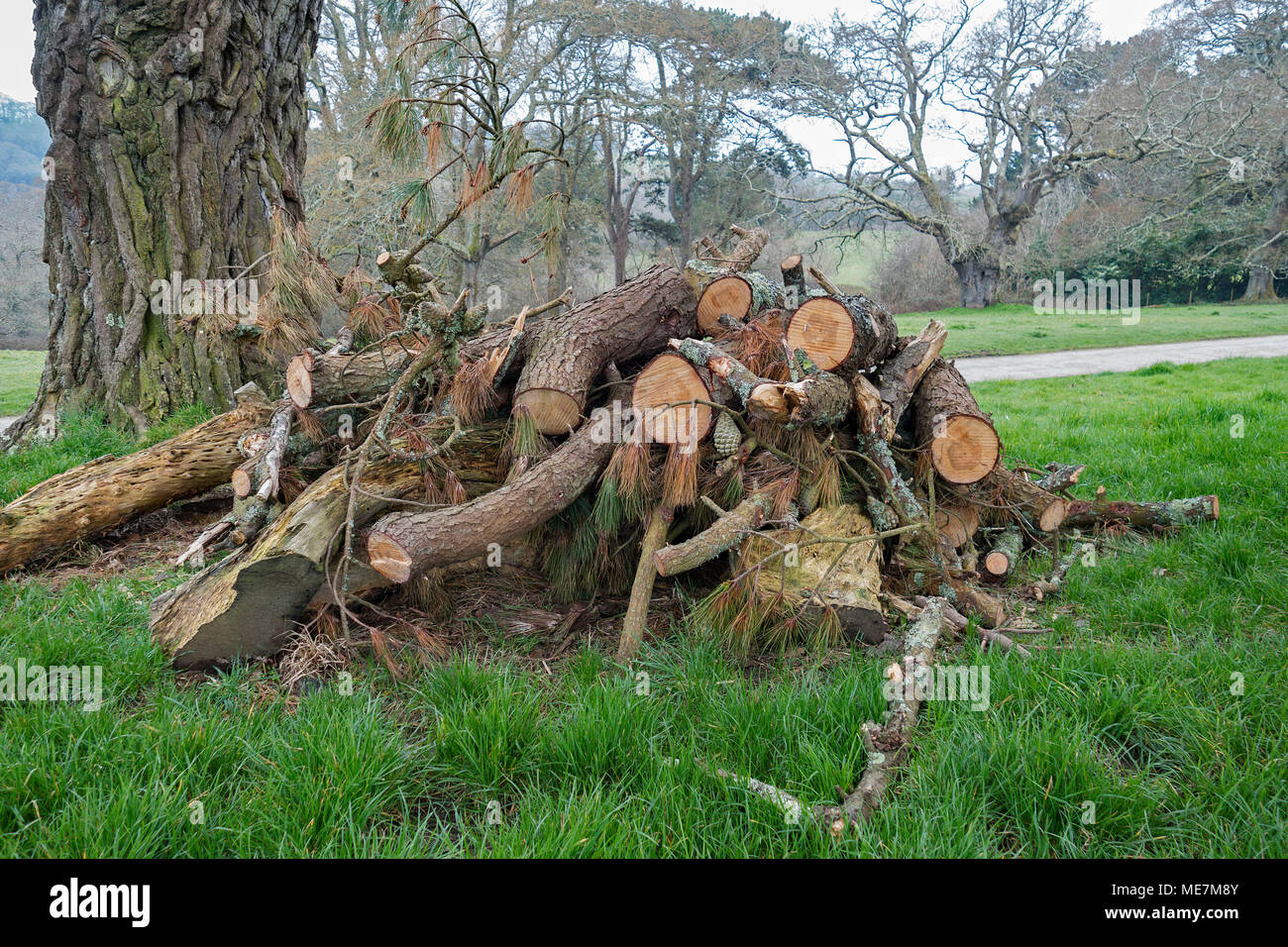 Habitat per la flora e la fauna pila, habitat per la flora e la fauna la gestione della fauna selvatica pila log, Foto Stock
