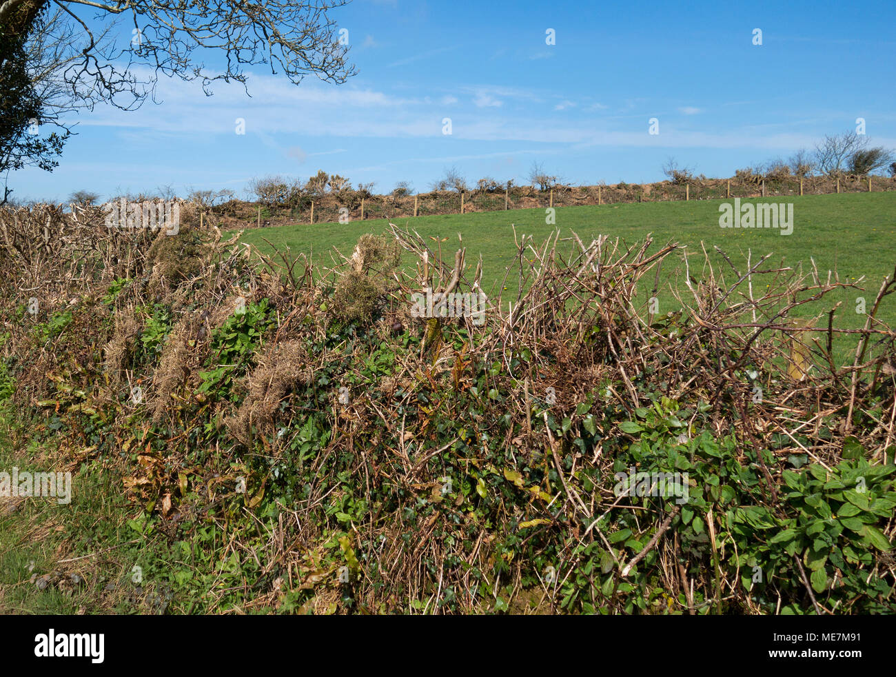 Cedui e rifilando siepe nella campagna della Cornovaglia, Inghilterra, Regno Unito. Foto Stock