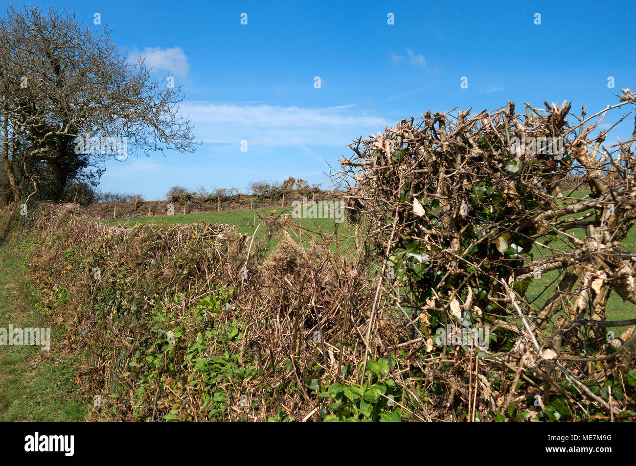 Cedui e rifilando siepe nella campagna della Cornovaglia, Inghilterra, Regno Unito Foto Stock