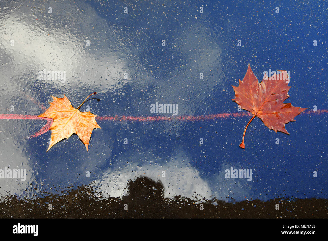 Splendido cielo blu e nuvole la riflessione in condizioni di asfalto umido con foglie di autunno posto sulla linea rossa. Concetto di autunno musik. Foto Stock