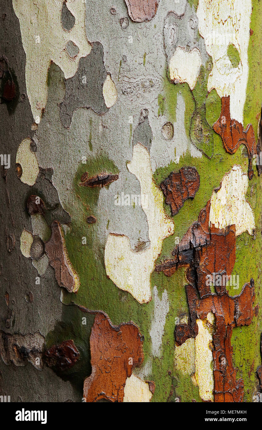 Tree texture di sfondo. Vicino la bellissima bagnato multicolore platan corteccia. Foto Stock