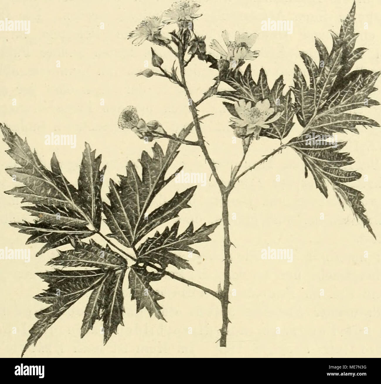 . Die mutationstheorie. Versuche und beobachtungen über die Entstehung von arten im pflanzenreich . Fig. 157. Ruhus frtdicosus Jaciniatus. Das Merkmal der V'arietät, die stärkere Eia- schneiduno- des Blattrandes, äussert sich sowohl in den Laubblättern als ui den Blumenblättern. Erscheinungen Beide sind offenbar Aeusserungen stoff derselben- lichen Träger der inneren Eigenschaft. Keimchen Vertreter der Zellen, oft werden andere morphologische Elemente oder Gruppen von Kennzeichen von ihm als Einheiten essere- trachtet. Doch betont er ausdrücklich gelegentlich, dass jede Eigen- schaft, welche unabh Foto Stock