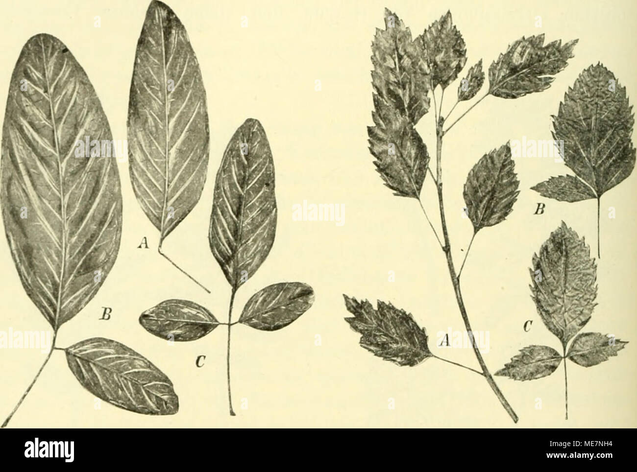 . Die mutationstheorie. Versuche und beobachtungen über die Entstehung von arten im pflanzenreich . Fig. 99. Rohinid Pseud - Acacia mono- jiliillhi. Un einfaches Blatt, B C ata- vistische Blätter. Fig. 100. Fraxinus Ornns moHOphylla. Un Zweig mit Blättern einscheibigen, B C Uebergänge zu gefiederten I3Iättern. mehr oder weniger genau wiederholen. Auch davon habe ich die Beispiele bereits mehrfach zusammengestellt^ und kann ich mich hier anche auf einen einzigen beschränken caduta. Ich wähle die Monophyllie und gebe in Fig. 99 100 und die Abbildungen monophyller Blätter von Bohinia Bseud-Äcaeia mono Foto Stock