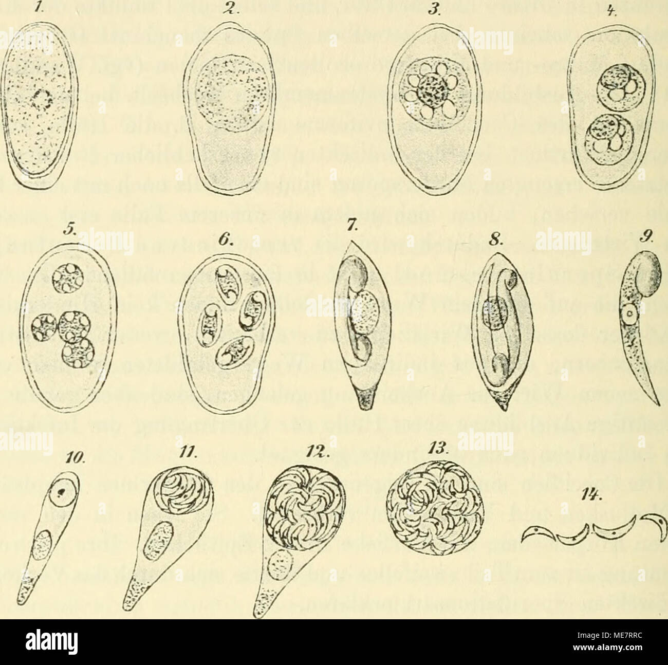 . Die mikroorganismen. Mit besonderer berücksichtigung der ätiologie der infektionskrankheiten . Fig. 141. Entwicklung des Coccidium oviforme (Nr. 7-9 nach Balbiani). 1. Erwachsener encystierter Parasit. Vergr. 500. 2-6. Entwicklung der Dauersporen im Tropfen hängenden. 7-9. Dauersporen und darin lagernde Sichelkeiine bei sehr miglior Ver- grösserung. 10. Jüngster Parasit in einer Epithelzelle des Gallengangs. 11. und 12. Direkte sporulazione des heranwachsenden Parasiten innerhalb der Zelle. 13. Freie Sporenkugel. 14. Freie Sichelsporen. ihres Wirtes befinden. Gelangen dieselben aber ins Freie Foto Stock