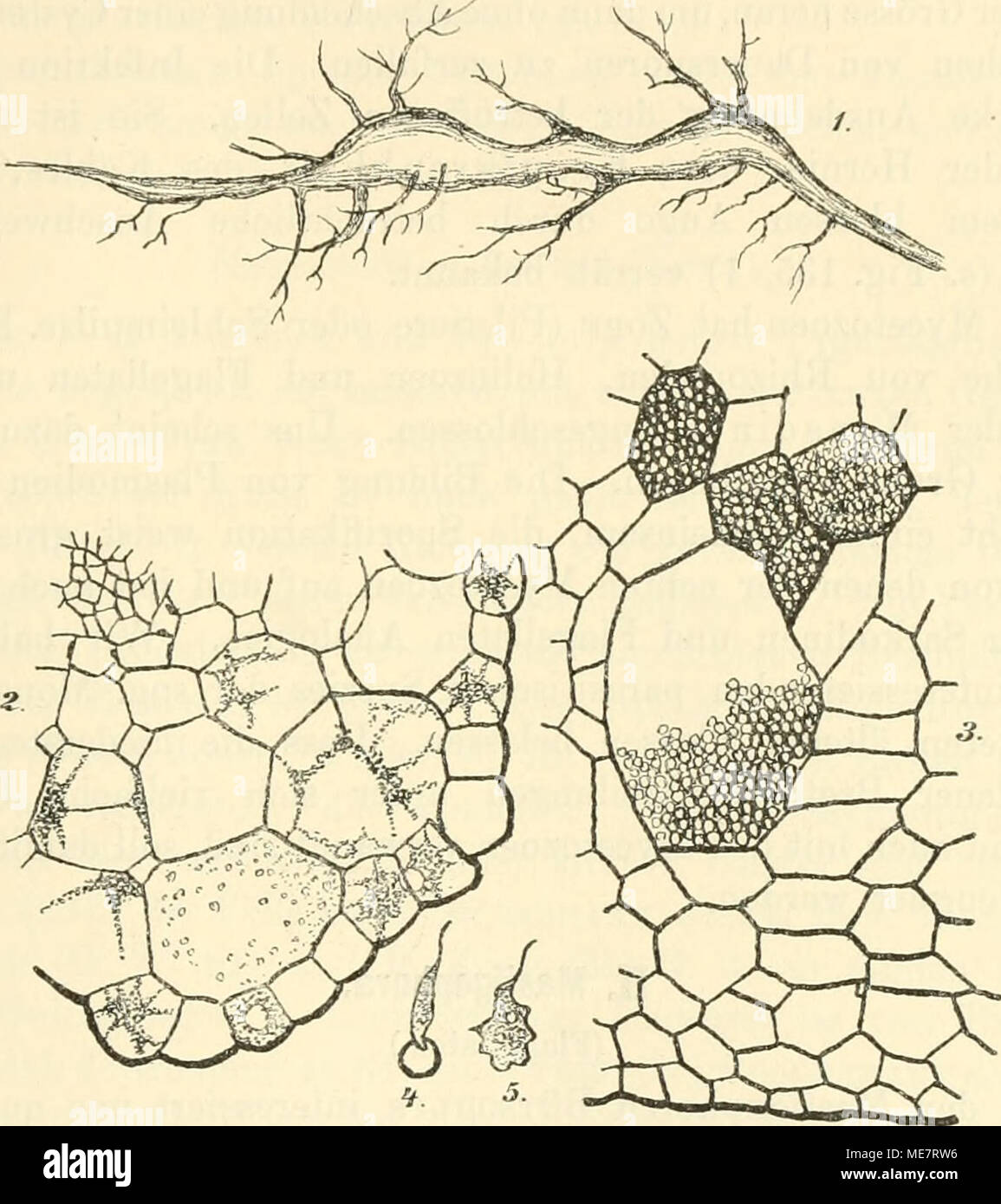 . Die mikroorganismen. Mit besonderer berücksichtigung der ätiologie der infektionskrankheiten . Fig. 135. Plasmodiopliora brassicae nach Woronin. 1. Nebenwurzel einer jungen Blumenkohlpflanze mit den durch die Parasiten verursachten Anschwellungen, natürl. Gr. 2. Wurzelquerschnitt mit amöbeu- und plasmodienartigen Zu- ständen in den Zellen. Vergr. 90. 3. Durchschnitt durch ein Kohlblatt, dessen Zellen Massen von enthalten Sporen. Vergr. 90. 4. Eine Spore, aus der ein Schwärmer ausschlüpft. Vergr. 660. 5. Ein Schwärmer im Übergang zur Amöbenform. Vergr. 620. wieder zur Teilung befähigt sind, u Foto Stock