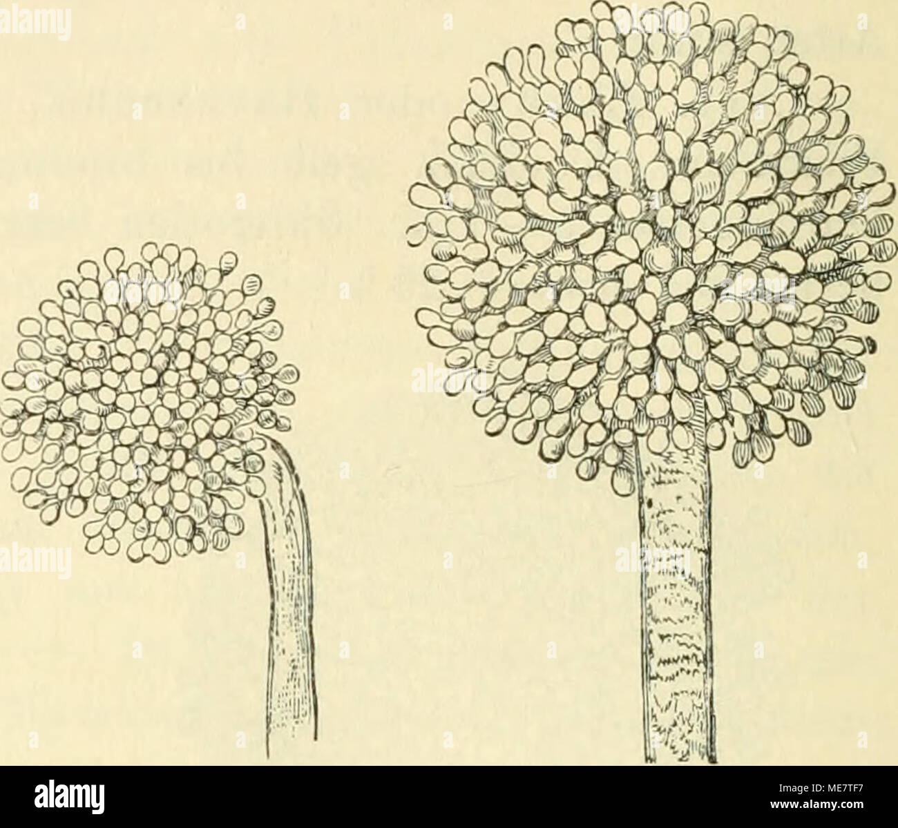 . Die mikroorganismen. Mit besonderer berücksichtigung der ätiologie der infektionskrankheiten . Fig. 10. Aspergillus niger. 300:1. Fig. 11. Eurotium Asper- Fig. 12. Eurotium (Nach Siebenmann.) Links unten sind gillus glauco. 300:1. repens. 300 : l. (Nach die Sterigmen künstlich entfernt. (Nach Siebenmann.) Siebenmann.) Bei den Eurotiumarten sind Mycel und Konidienträger wie bei den echten Aspergillen. Die Perithecien, deren Bildung mit der oben gegebenen allgemeine Beschreibung übereinstimmt, erscheinen blossen dem Auge als hellglänzende, sehr kleine, runde Körnchen von Vis-V4 mm- Durchmess Foto Stock