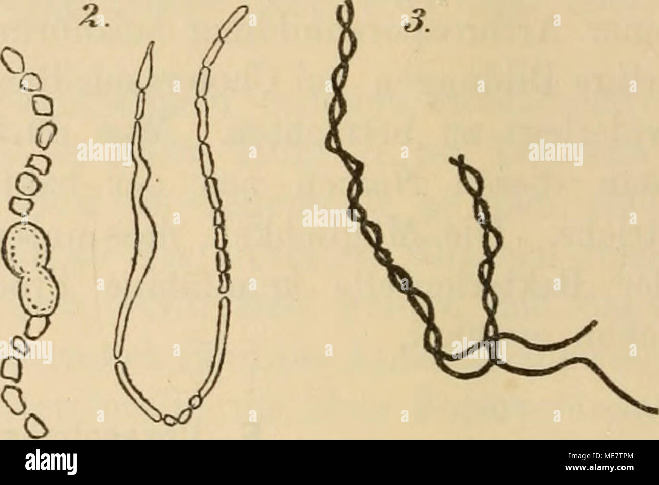 . Die mikroorganismen. Mit besonderer berücksichtigung der ätiologie der infektionskrankheiten . Foto Stock