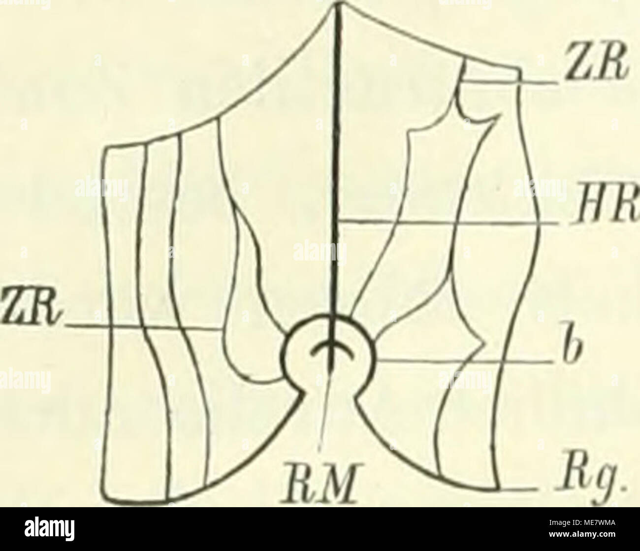 . Die Medusen; Physiologisch und Morphologisch auf ihr Nervensystem untersucht . Holzschnitt 19. Hauptradiärgefässe zum Ringgefäss genauer, così finden wir, dass derselben jedes (HR, Holzschnitt 19, H, Holzschnitt 20) in den oberste Theil der convexen Seite einer bogenförmigen Biegung (b) einmündet, welche das Ringgefäss (Rg) um jeden Randkörper (RM) herum beschreibt. In die Seitentheile des Bogens münden einige Zwischenradiärgefässe (ZR Holzschnitt 19, Z Holzschnitt 20) ein, welche theilweise durch Anasto- mosen untereinander in Verbindung stehen. Gegenüber der Einmünduugsstelle des Hauptradiä Foto Stock