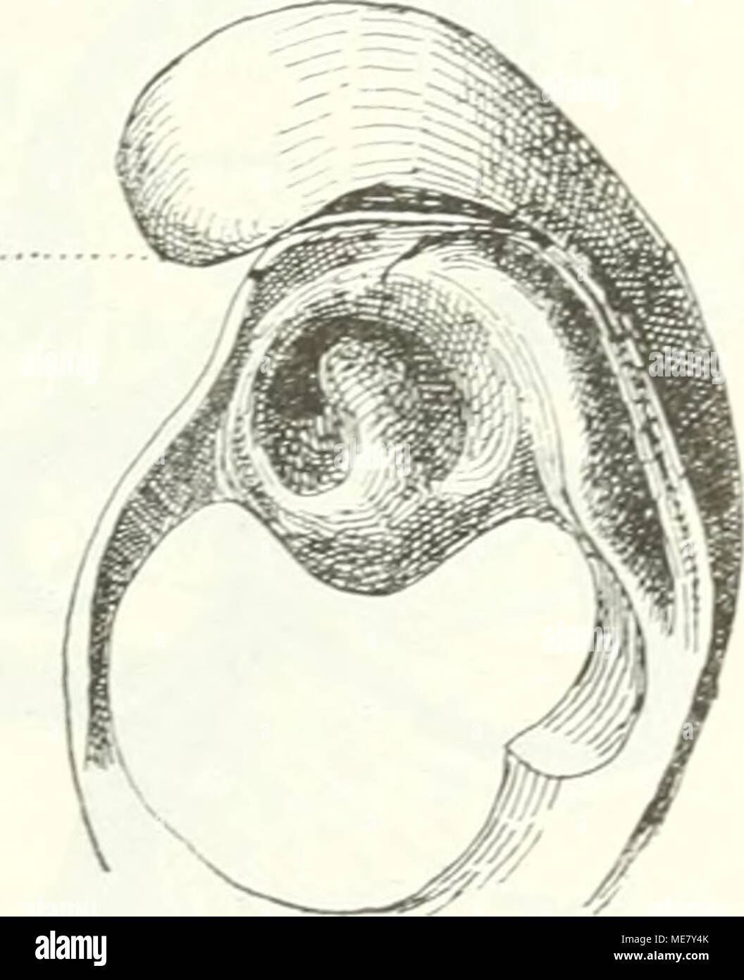 . Die Leitfossilien, ein Handbuch für den Unterricht und für das Bestimmen von Versteinerungen . f. Z. Diceras arietiniim I.ani. W. .Iura. Oberfläche rauh, konzentrisch schuppig. In der Freien Klappe ein miglior Zahn, der meist von der zweien anderen umschlossen wird. Il legamento äusserlich, gespalten, spirale zum Wirbel verlaufend. Chama h. Kreide - Tertiär - Jetzt. Wirbel hornartig vorragend, gedreht. Schalen stark ungleichklappig, die angewachsene (rechte oder linke) Klappe stets grösser und mit grösserem Hörn. Massig Schlossplatte, in der linken Klappe Mit einem einzigen hufeisenförmigen Schlo Foto Stock