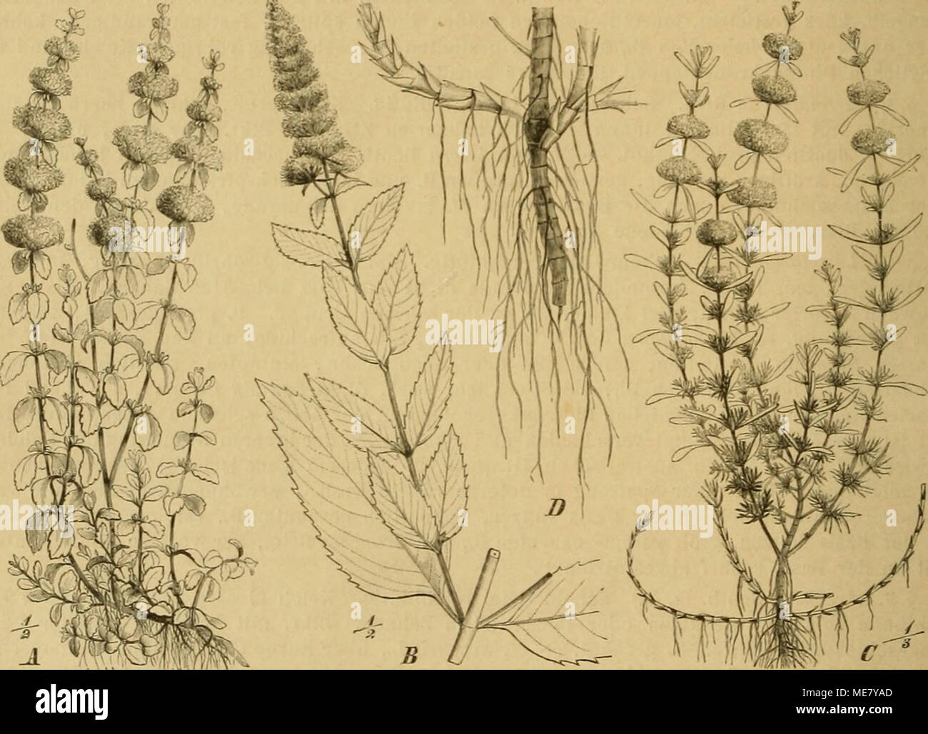 . Die Natürlichen Pflanzenfamilien : nebst ihren Gattungen und wichtigeren Arten, insbesondere den Nutzpflanzen . ^m:^mM Fig. 101. Un Habitnsbild von Mentha pulegium L. - ß blühender Zweig von M. piperita (L. p. p.) HUD C Habitusbild von Preslia cevviua (L.) Fres. - D unterirdische Ausläufer von P. cervina (L.) Fres. in 2 sottospecie. Subsp. sibirica Briq. hat kleinere Kelche mit kürzeren, breiteren, weniger zugespitzten Zähnen; bisher nur in Sibirien. Diese forma es ist die, Bentham als M. da- hurica bezeichnet hat, und die WiUdenow Lepechinia clinopodifolia bezeichnete; sie gehört aber in die Foto Stock