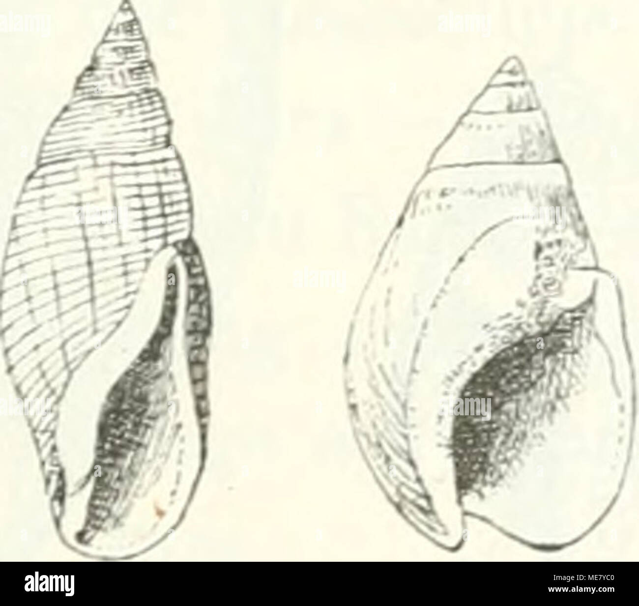 . Die Leitfossilien, ein Handbuch für den Unterricht und für das Bestimmen von Versteinerungen . '• Z. 3. ^. 1. Eburna canaliculata Schum. Recenti. :I. Buccinum undatum t. Recenti. 3. Truncaria filosa annuncio. Recenti. 4. Bullia laevigata Mart. Recenti. 18. Genabelt, Nabelregion durch eine Kante begrenzt. Nähte kanalartig vertieft. Innenlippe schwiehg. Eburna Lam. Eocän - Jetzt. Ungenabelt, ohne Kante auf der Base, 19. Koken, LeitfossUien. 10 Foto Stock