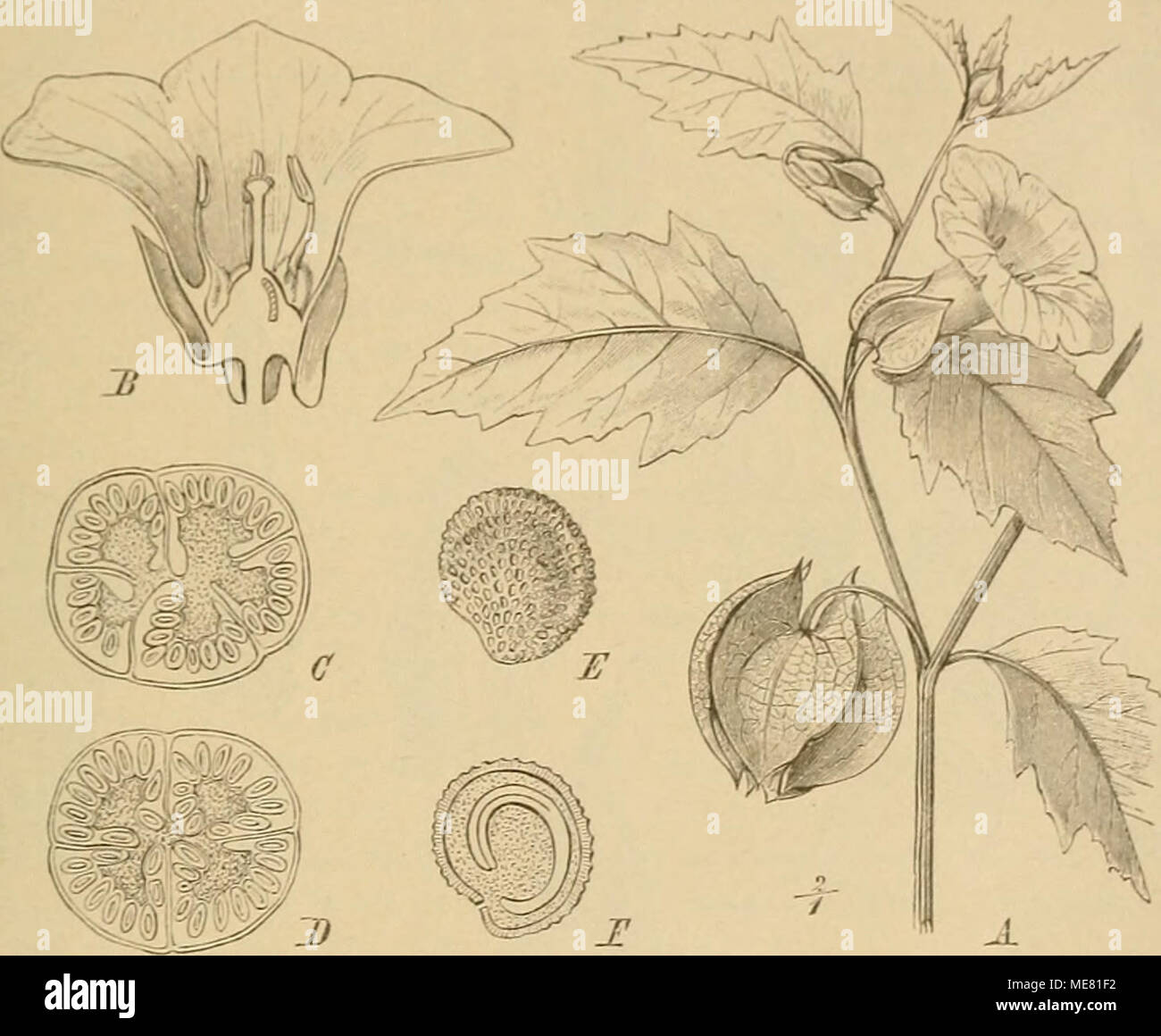 . Die Natürlichen Pflanzenfamilien : nebst ihren Gattungen und wichtigeren Arten, insbesondere den Nutzpflanzen . Fig. 5. A-F Xicandra phi/saloides (L.) Gärtn. Un blühender Zweig; B Beato im Längsschnitt: C, D Querschnitte durch den Frkn.; E S.; F derselbe Längsschnitt im. - Un verkl.; B in nat. Gr.; c -a. D ca. 4fach, e n. F 6fach vergr. (Ss z. T. nach Baillon; una, C-I^'originale.) il 2. Solaneae-Lyciinae. Kraulige PlL, Siriiucher und Bäume mit ungeteilten, oft gepaarten B. Bikr. aklino- morph Ausnahme Trigucra , Manfred Röhrig oder schmalglockig, mit schmalem Saume. Il Stb. S, alle fruchtbar, gleichlang oder Foto Stock