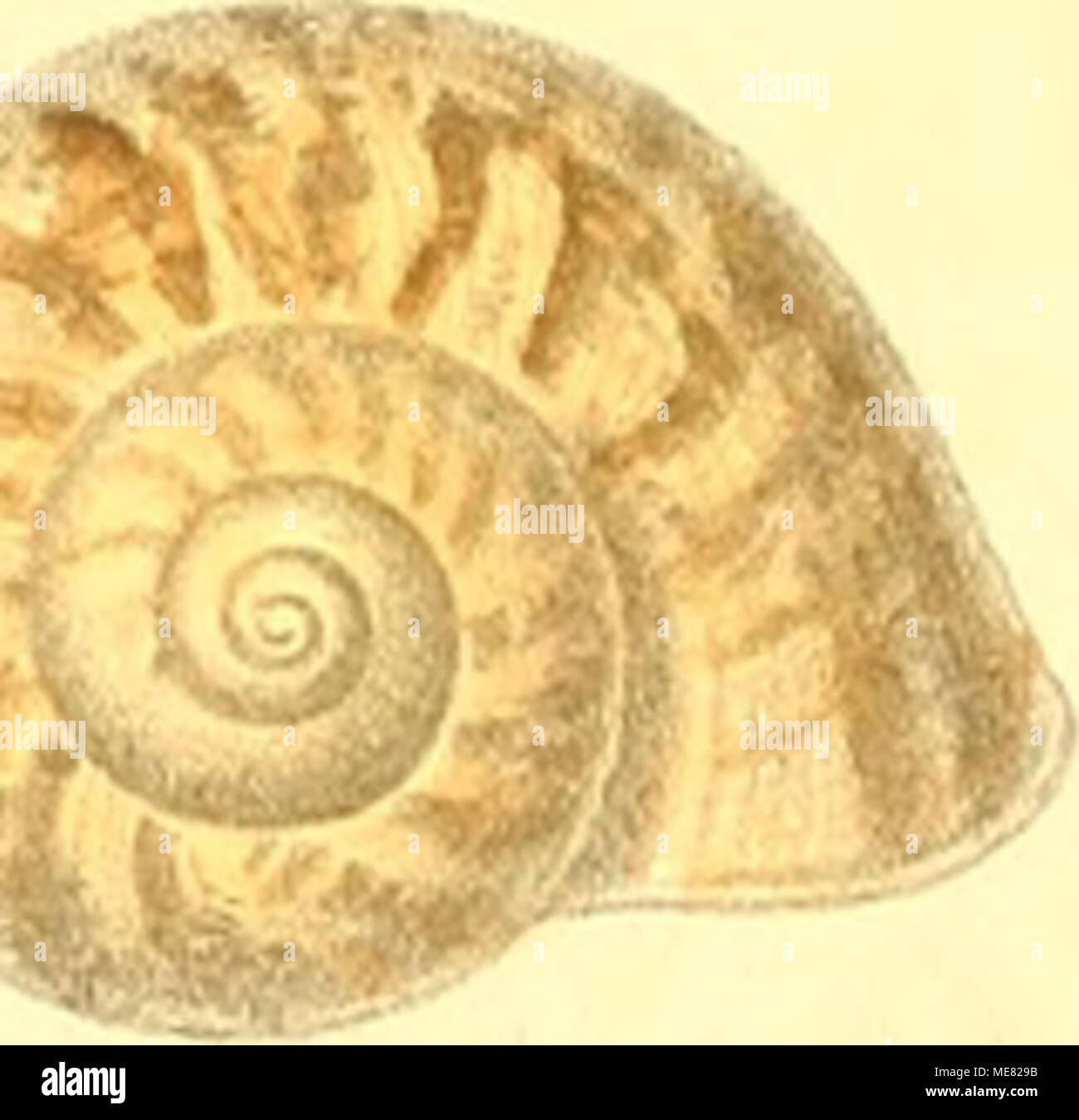 . Die Landdeckelschnecken . Il CAv* Ki-eidets Verlay ut 1csbai.ien Werne)'u.Winler. l-fankfurl a.M. i. 2. Cijclophoms quadrasi blanda ff'. 3-5. C. plateni Dohni. 6. 7. C. .viiithi Hidalgo. 8. 9. C. .wiilJii' rar. crn.^.ws MUlff'. 10.11. C. woodianiis var. i]i.<inlaris Mlläff'. 12. C. appcndiciilatns Pfi: 18. 14. 0. appendicitlatiis rar. recidiriis blanda ss. 15. C. batanicHS Q. CF- MUdJf. 16-18. C. pidui-atns cari/inlatn.s MUdff. Foto Stock