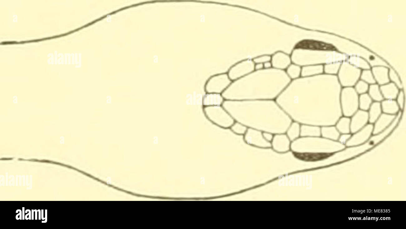 . Die kreuzotter und ihre verbreitung in Deutschland . 4. Ober-Lippeiischilder: Das Auge stösst unmittelbar an die oberen Lippenschilder d. h. au die Schilderreihe, welche die ganze Länge der Maulspalte nach oben begrenzt (Fig. 8). Fig. 8. 1-2 Längsreihen kleiner Schüppchen trennen das Auge von den Ober-Lippenschildern (Fig. 9). Fig. 9. Foto Stock