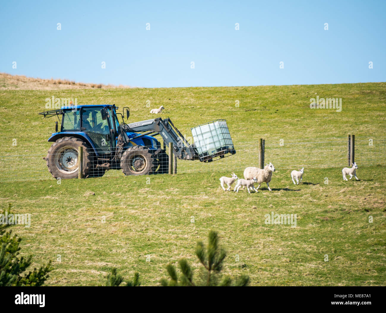 West Linton, Scottish Borders, Scotland, Regno Unito, 21 aprile 2018. Sole primaverile in campagna, con pecore e agnelli neonato in esecuzione in un campo come un imprenditore alla guida di un trattore fornisce un serbatoio di materiale plastico di acqua Foto Stock