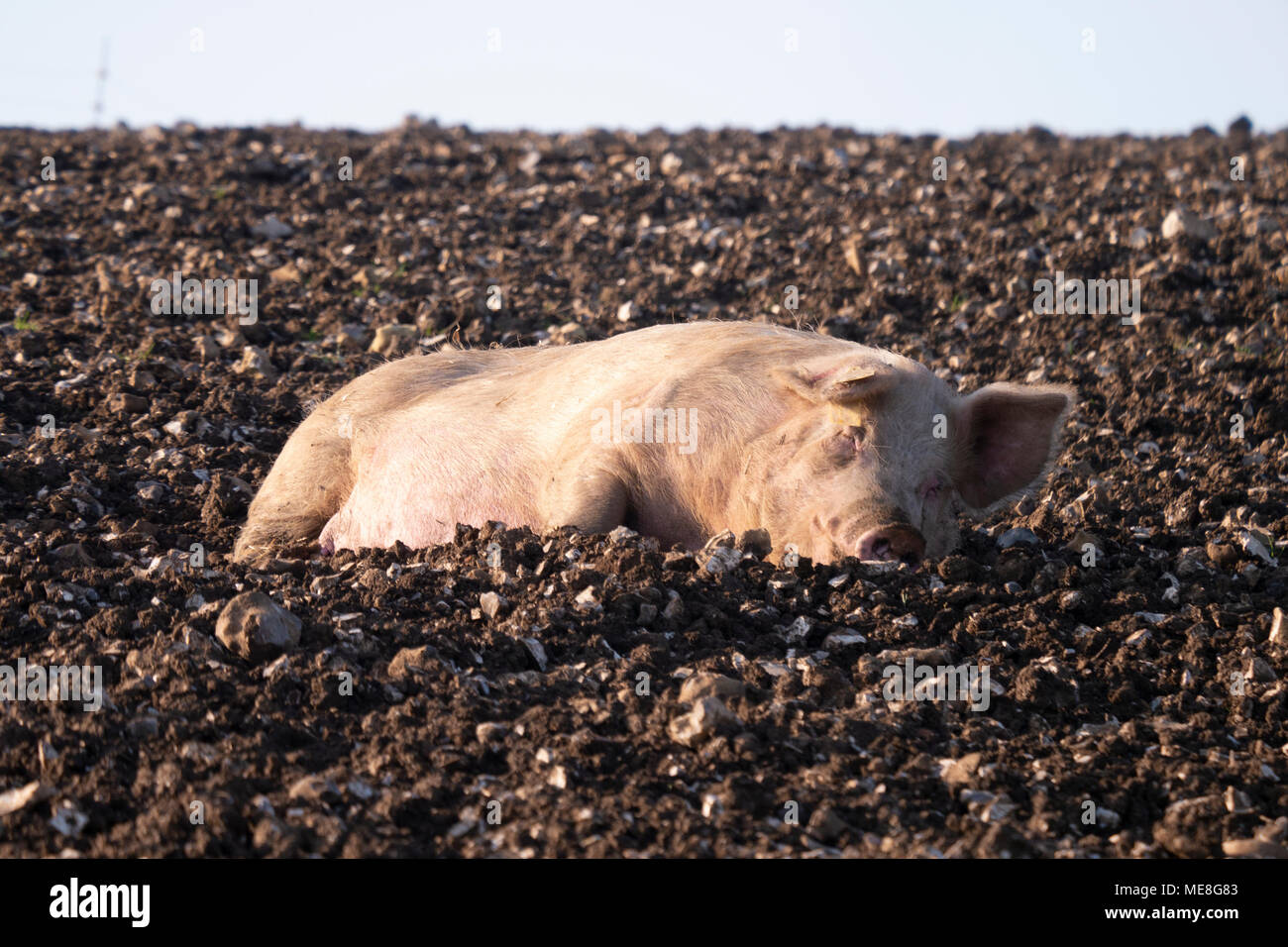 Il caldo sole primaverile della mattina presto offre un'opporunity per pig alto in su sui bassi del sud vicino a Steyning Bowl nel SDNP, nel Sussex occidentale, nell'Inghilterra meridionale, nel Regno Unito. Foto Stock