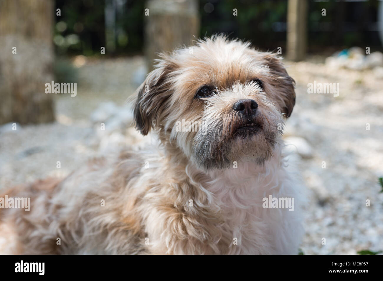 Shorky, ShiTzu Yorkshire Terrier attentamente ibrida in giardino Foto Stock