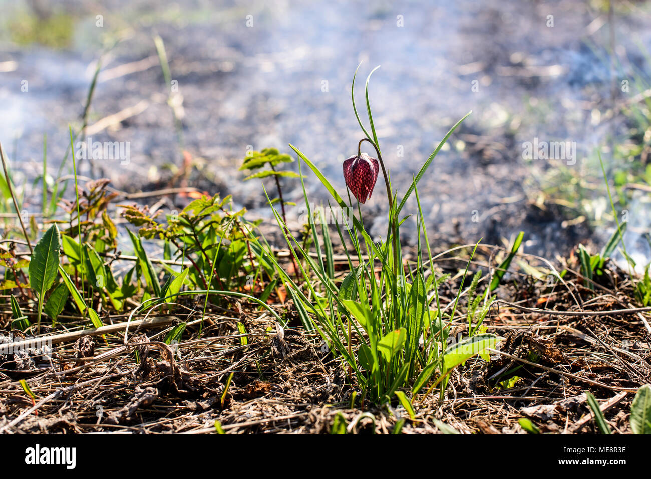 Fiore di scacchi nel fuoco. Incendio in area di protezione ambientale. Foto Stock