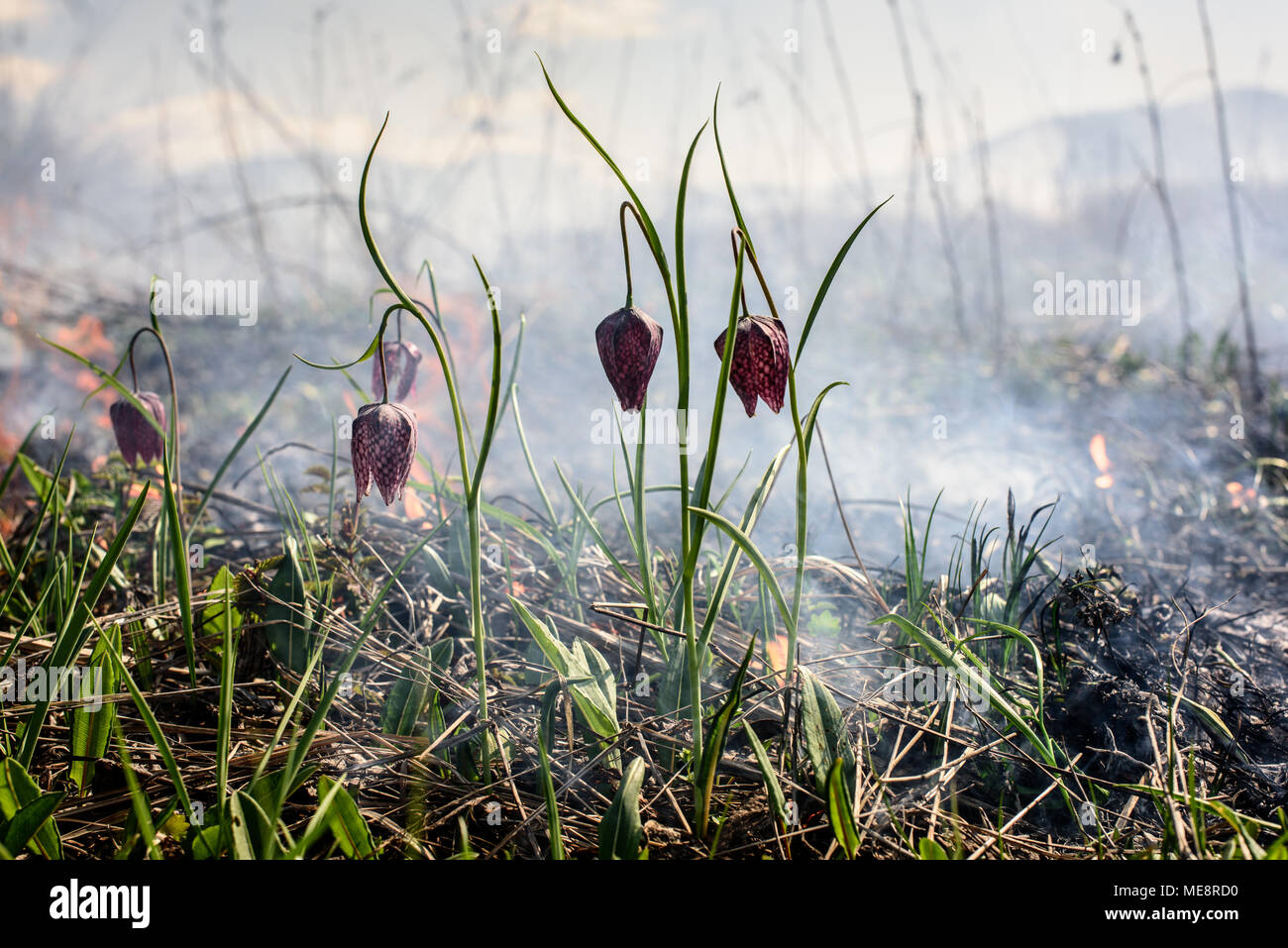 Fiore di scacchi nel fuoco. Incendio in area di protezione ambientale. Foto Stock