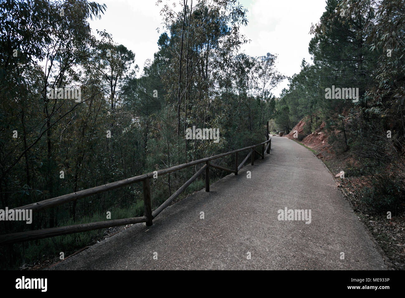 Strada per la foresta. Foto Stock