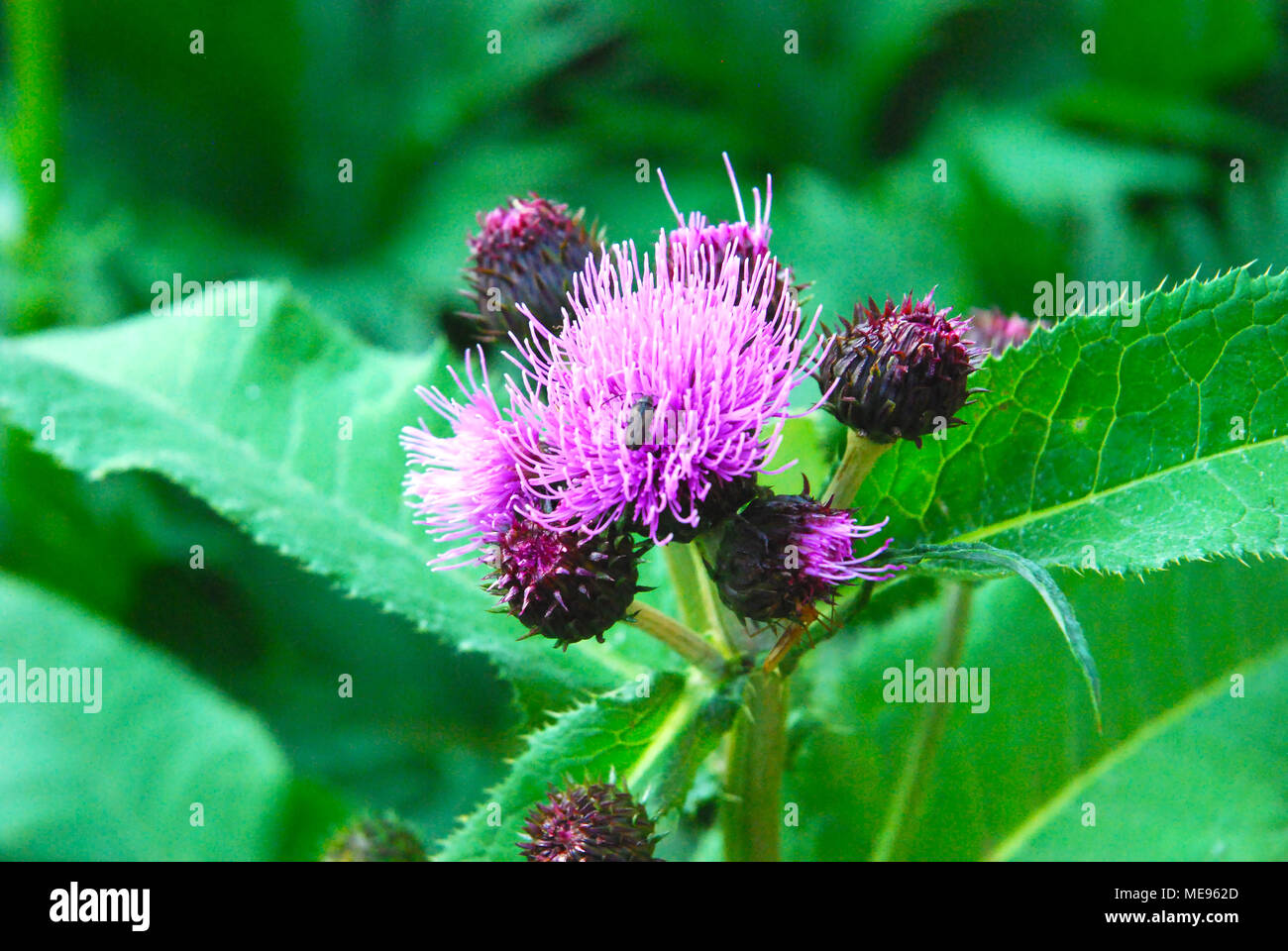 Arctium láppa - Cardo dalla Siberia. Erba medica usato per guarire il fegato. Un divertente bug atterrato su questo. Foto Stock