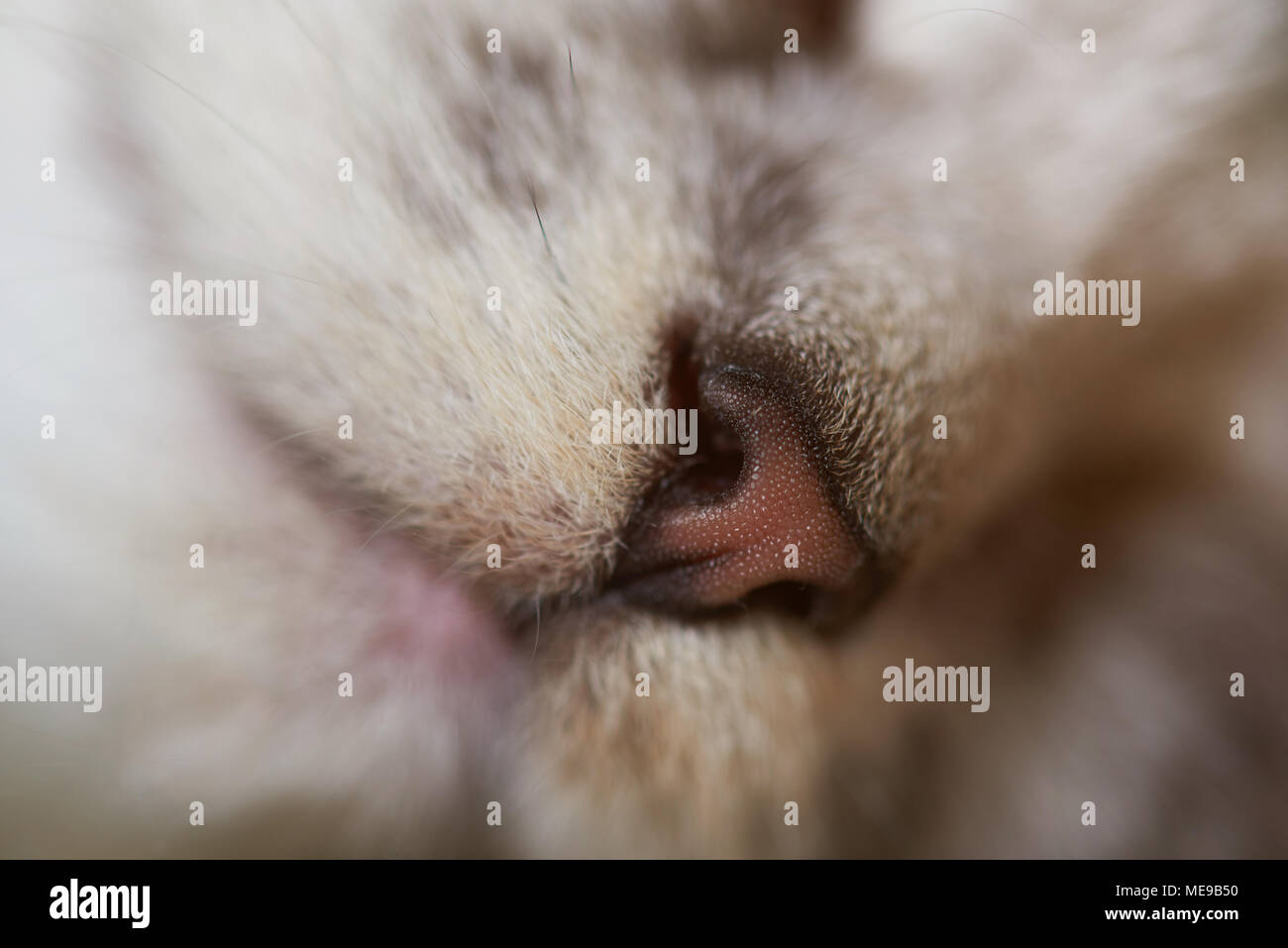 Bruno gatto naso close-up di grigio kitty. Wet kitty sano naso Foto Stock