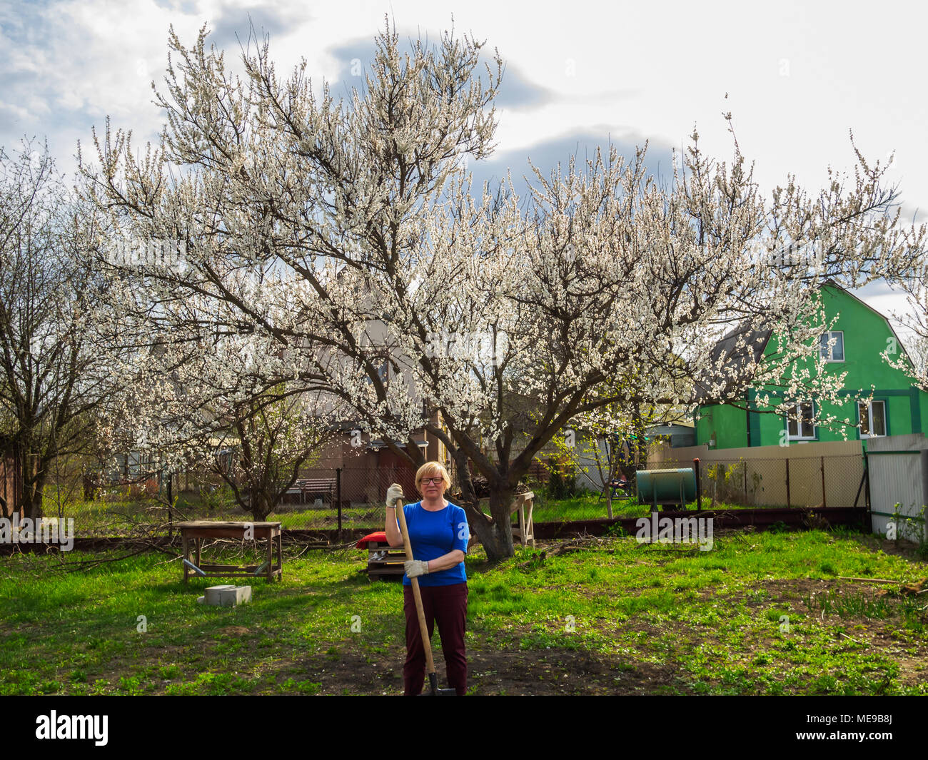 Caucasian donna di mezza età con la pala in mano contro lo sfondo di una fioritura di albero di albicocche Foto Stock