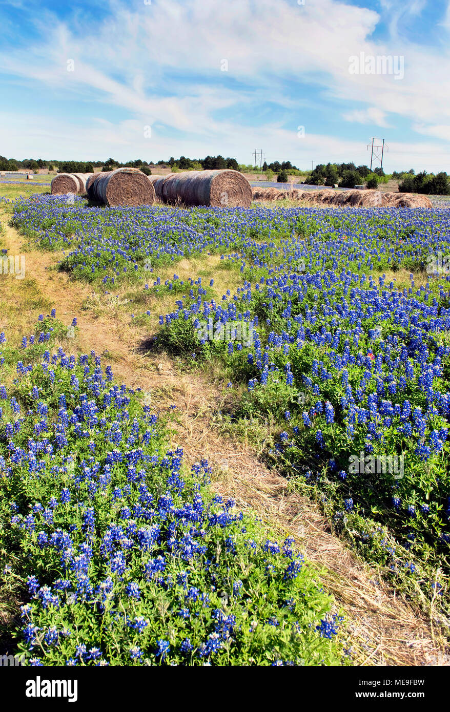 Texas bluebonnets nella campagna di Ennis,Texas con una stanza per il tipo. Foto Stock