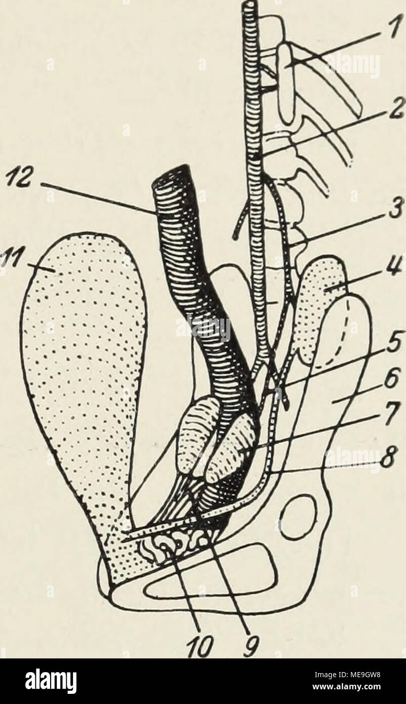 . Die Klassen und Ordnungen der Weichthiere (Malacozoa) : wissenschaftlich dargestellt in Wort und Bild . Abb. 33. Urogenitale von Cho- ChlTO'ptera, loepusdidactylus, nach Weber 1928, ABB. 133, S. 209. - 1 Nebenniere, 2 Aorta abdo- minalis, 3 Arteria renalis, 4 Niere, 5 Arteria spermatica 6 ileo, 7 testicolo, uretere 8, 9 dotto deferens, 10 Glan- dula vesicalis, 11 Vescica uri- naria, 12 retto. Insectivora, Galeopithecus S. 21 Inouye gibt die Nierenmaße von: Erinaceus r. 2,3 : 1,2, 1. 2,3 : 1,3 cm; Chrysochloris sciureus r. 2.0:1.2, 1. 1.7:1.2. Nach Denzer ist das rel. Nierengewicht beim Igel 0. Foto Stock