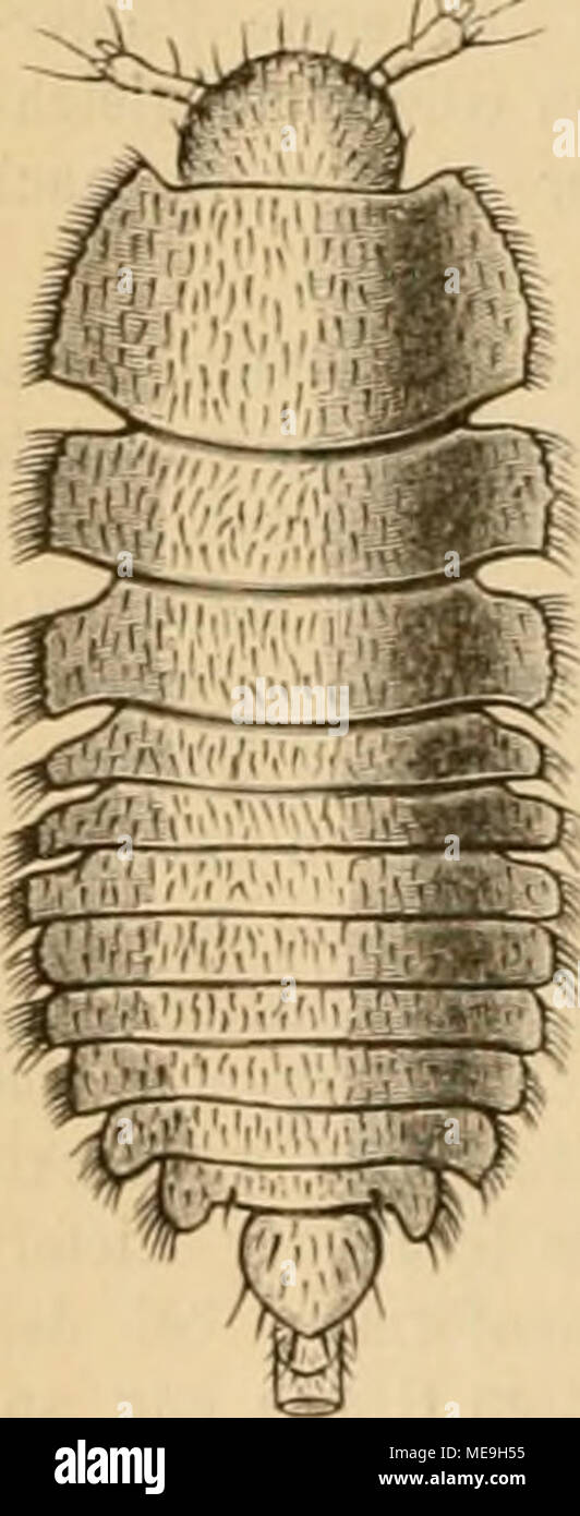 . Die KÃ¤fer von Mitteleuropa : KÃ¤fer der Ã¶sterreichisch-ungarischen Monarchie, Deutschlands, der Schweiz, sowie des franzÃ¶sischen und italienischen Alpengebietes . Fig. ?. LarTe von Scydwaetius tar~ satus, Kach Mcinert. Dâ D,, D, Dâ Dj, D, V V V V V V ander verbunden. Das erste Ventralsegment ist stets lÃ¤nger als Das zweite, bei Chevro- latia sogar così lang als Das zweite bis vierte zusa,mmengenommen. Es bildet zwischen den HinterhÃ¼ften entweder einen dreieckigen oder breiteren abgestutzten Interco.^al- fortsatz. Die Drei folgenden Ventralsegmente sind kurz, das fÃ¼nfte und sechste oder Foto Stock