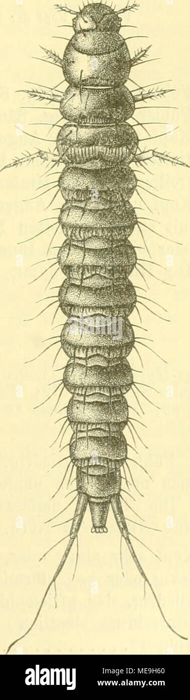 . Die KÃ¤fer von Mitteleuropa : KÃ¤fer der Ã¶sterreichisch-ungarischen Monarchie, Deutschlands, der Schweiz, sowie des franzÃ¶sischen und italienischen Alpengebietes . Fig. 17. Larve von Tachinus rufipes de Geer. Nach Schiodte. Foto Stock