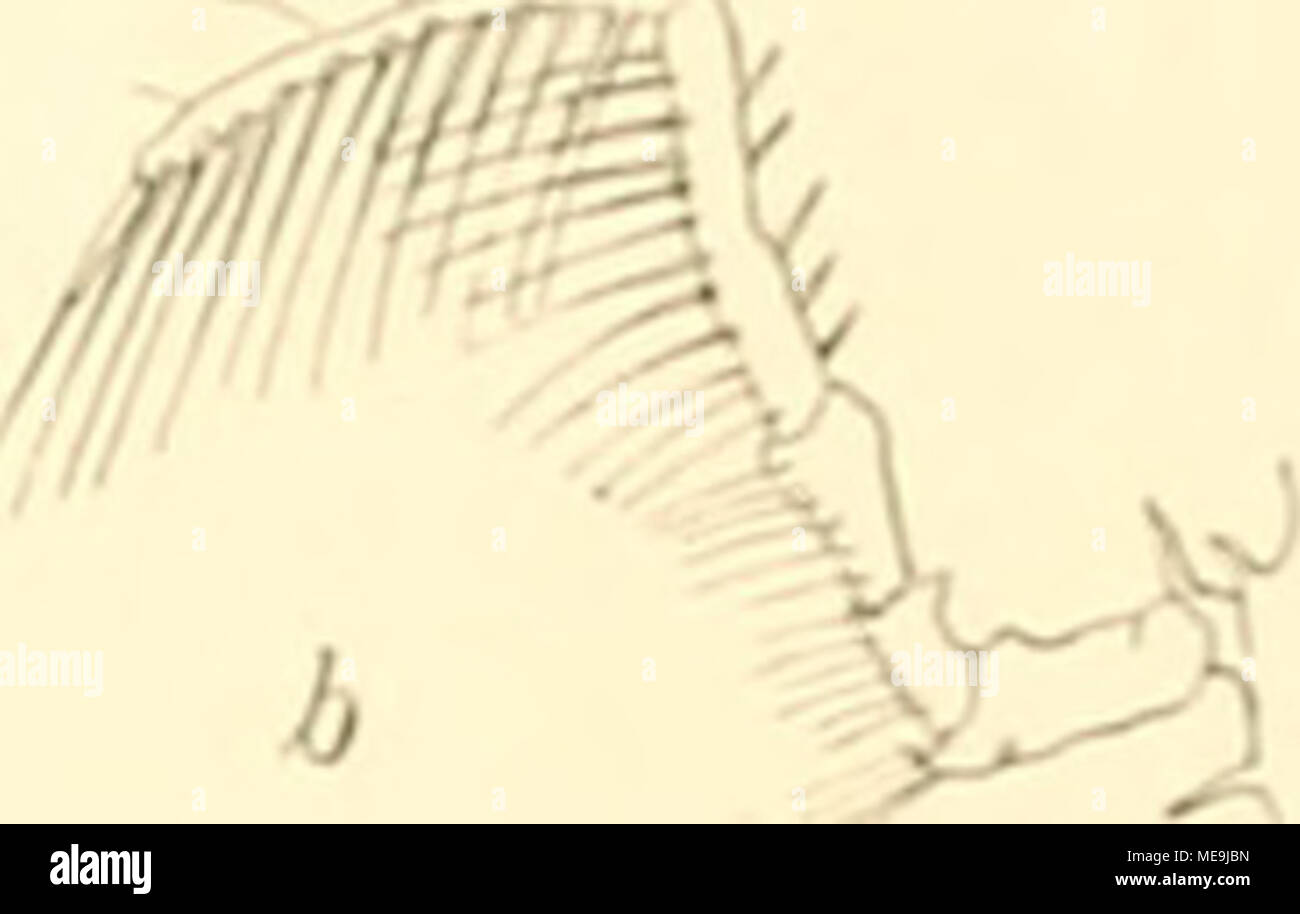 . Die Isopoden der Deutschen Sdpolar-Expedition, 1901-1903 . liier klein, nur ungefÃ¤hr mezza in modo groÃ wie bei A. glacialis erscheinen, zwei ganz kleine Stacheln und dahinter noch vier Stacheln in einer Querreihe am Kopf auf. Die hintere Partie des Kopfes von A. glacialis ist reicher bedornt. Die Bedornung der Ruinpfsegniente ist Ã¤hnlich wie bei A. glacialis, nur sind bei A. gaussensis die RÃ¼ckendornen kleiner und spÃ¤rlicher und die Seitendornen verhÃ¤ltnismÃ¤Ãig lÃ¤nger, così daÃ der Unterschied in der Bedornung von KÃ¼cken und Seiten schÃ¤rfer hervortritt. Dasselbe gilt fÃ¼r die ersten AbdonÃ Foto Stock