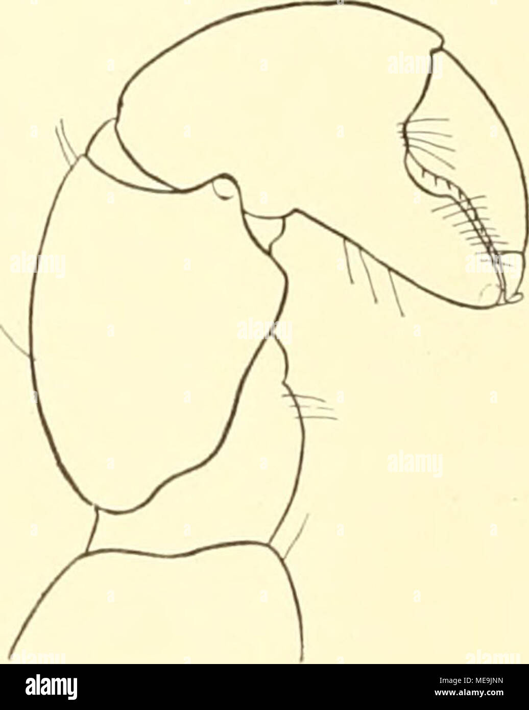 . Die Isopoden der Deutschen Sdpolar-Expedition, 1901-1903 . Abb. Un h d 5. Tanais Utoriilis ii. sp. Un^ (xl8), fe ? (X 15), c Schere des ,5, d des ? Stärker vergrößert (x 27). schnittenen dito festen als T. rohustus, così daß dieser in gleicher veloce Breite von vorn bis weit nach hinten verläuft, während er sich bei T. robustus nach hinten um mehr als das Doppelte ver- breitert. Charakteristisch ist ferner, era bei Moore weder im testo noch in der Abbildung un- gedeutet ist daß der Unterrand des beweglichen dita mit kurzen, starken Borsten, wie mit kleinen Zähnchen in gleichen Abständen beset Foto Stock