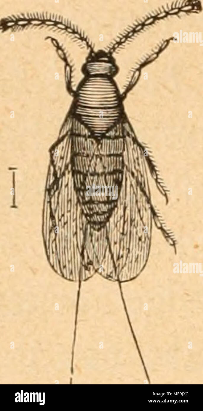 . Die Insekten nach ihrem Schaden und Nutzen . 5)änben gepflegten 9}?^rtenftöcfd}en. @In fol(i)e§ I)a tüenn e§ bem (5)ärtner abgefauft njirb, ha§&GT; befte unb ba§ gefünbefte ^Infefien, iDÖdjft, in einem genfter ber SU^orgenfonne au§gefe^t, freubig n^eiter unb oerfpridjt luo^I e) 33Iüten gu treiben. Tlit einem Wak faEen auf biefem unb jenem 53Iatte ftar! Glän^enbe gledc^en auf, tuelc^e ftd^ fiebrig anfiiljlen. d)lan inei^ fidj biefe iSrfc^einung nidjt 5U erflaren; benn coclea Rotierten jenen ©teilen auf ber 551attoberflä(^e ift eben nid^tS ju fel)en, va§&GT; biefelben Oeranlafjt I)L'Aben fönn Foto Stock
