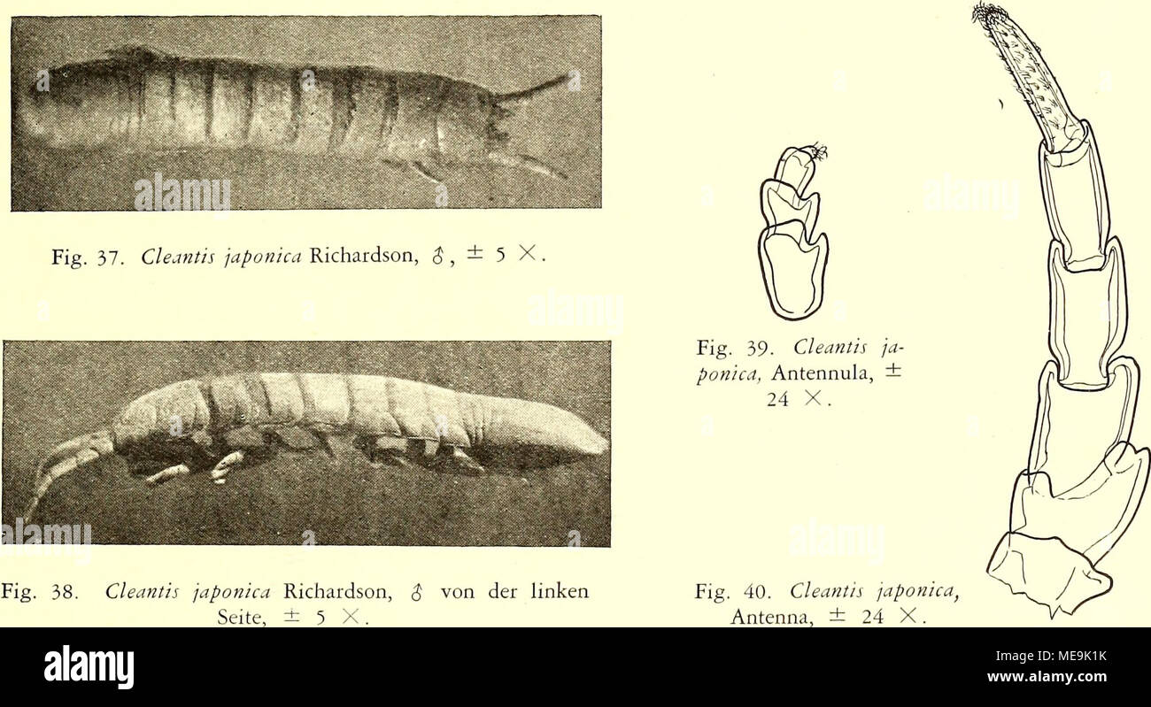 . Die Isopoden der Siboga-Expedition . Haarbündeln besetzt. Miss Richardson vermeldet noch ein winziges Endglied; dieses habe ich aber nicht auffinden können; mit gutem Wille konnte ich vielleicht eine sehr dünne, aber jedenfalls unvollkommene Naht nahe dem Ende des Flagellums sehen. Miss Richardson gibt keine Nachrichten über die Mundteile. Die Mandibulae haben einen sehr komplizierten Bau. Die linke (Fig. 41) zeigt eine Pars incisiva (p.i.) mit etwa 5 starken Zähnen und eine Lacinia mobilis (l.m.) mit starken Bürsten. Zwischen den 5 Zähnen der Pars incisiva und der Lacinia findet man noch 2 Foto Stock