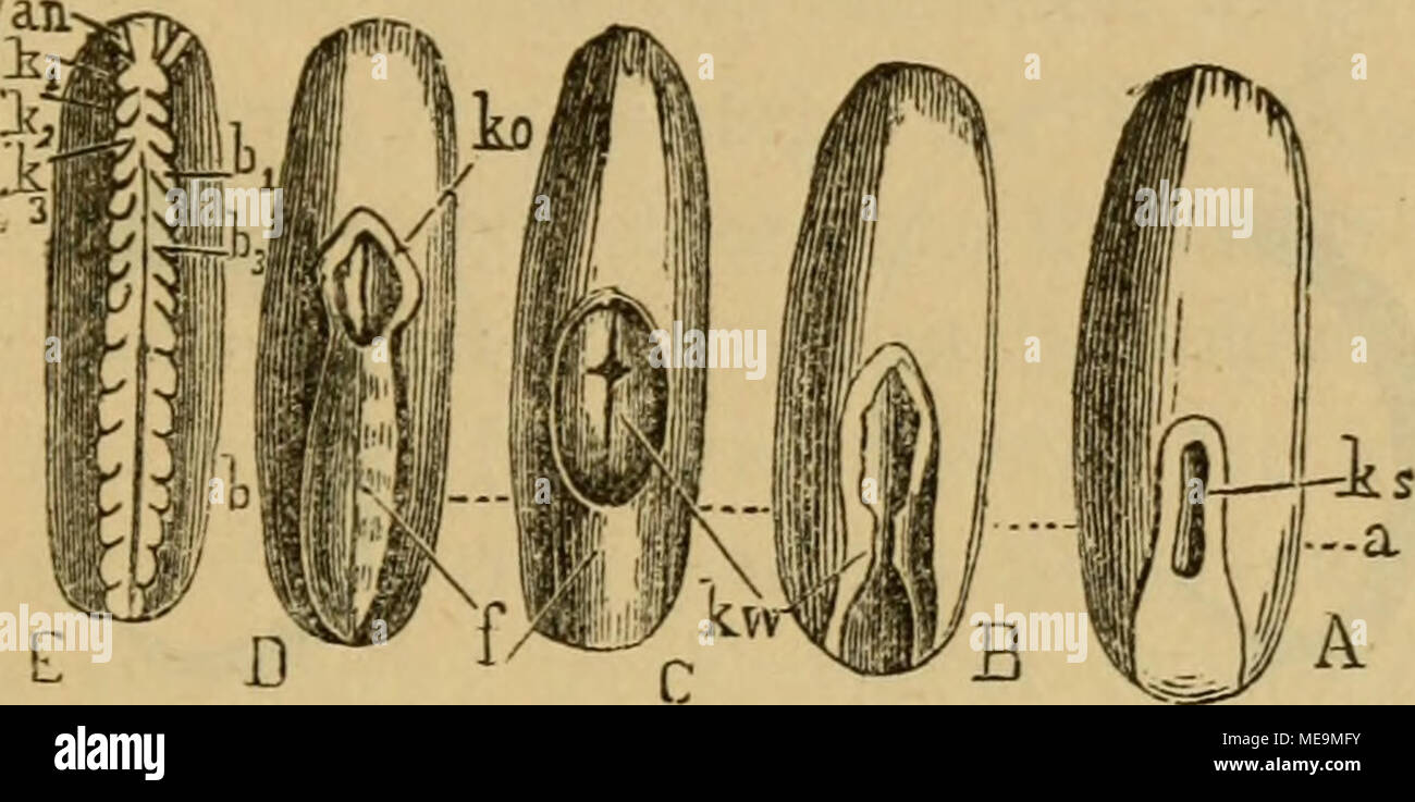 . Die Insekten . Sig. 128. beifte^enber Sigur öerfte^en. C §eigt ben ^eimftreif I)inten öon einer %a(^e, öorn öon einem 9^ing§h)ulft umgeben. -©come ift eben unfere ga(te, bie fjier öornefjmlic^ am @c^n)un§e mäc^ft. 3n D ift bann ber einem ^üppd^en nid^t unäl^nlid^e ©mbr^o öon ber 58aud^feite fd^su ganj bebecft, tüö^renb fid^ über ben ^opf nur eine 5lrt §äubd^en ftülpt. ©ine fe^r na^e Uegenbe, mer!rt)ürbigerlt)etfe aber nod^ nie in ernff^dopo Slrbeit genommene ?5rage Jüäre bie tüie benn eigentüd^ biefe fo beträd^tüd^e g(äf]^enau§essere§uung ber ©ütt- andato öon "Statten ge^t. SRad^ eigenen unte Foto Stock