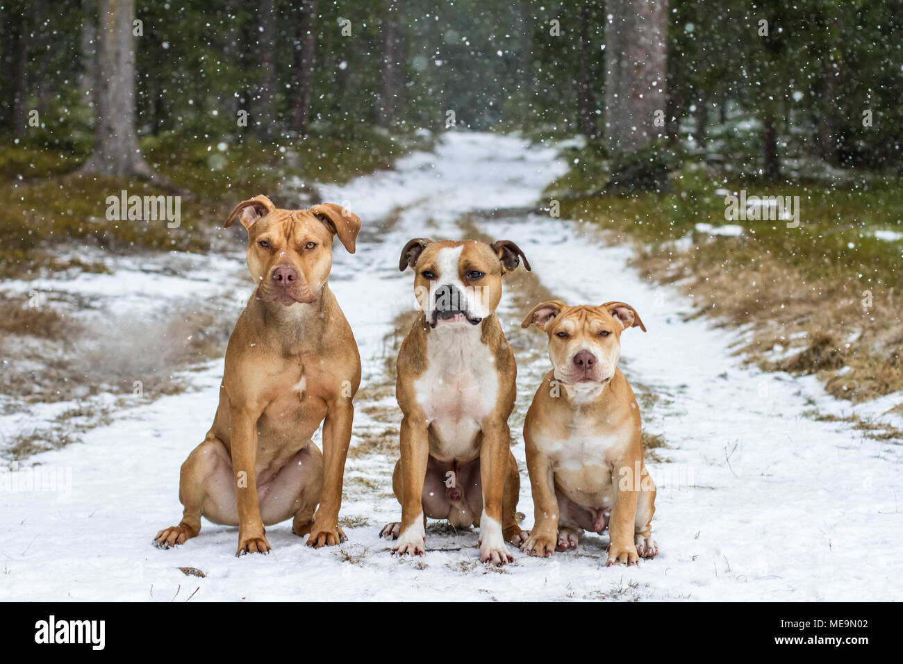 Gruppo di 3 cani - ritratto nella neve/ forest Foto Stock