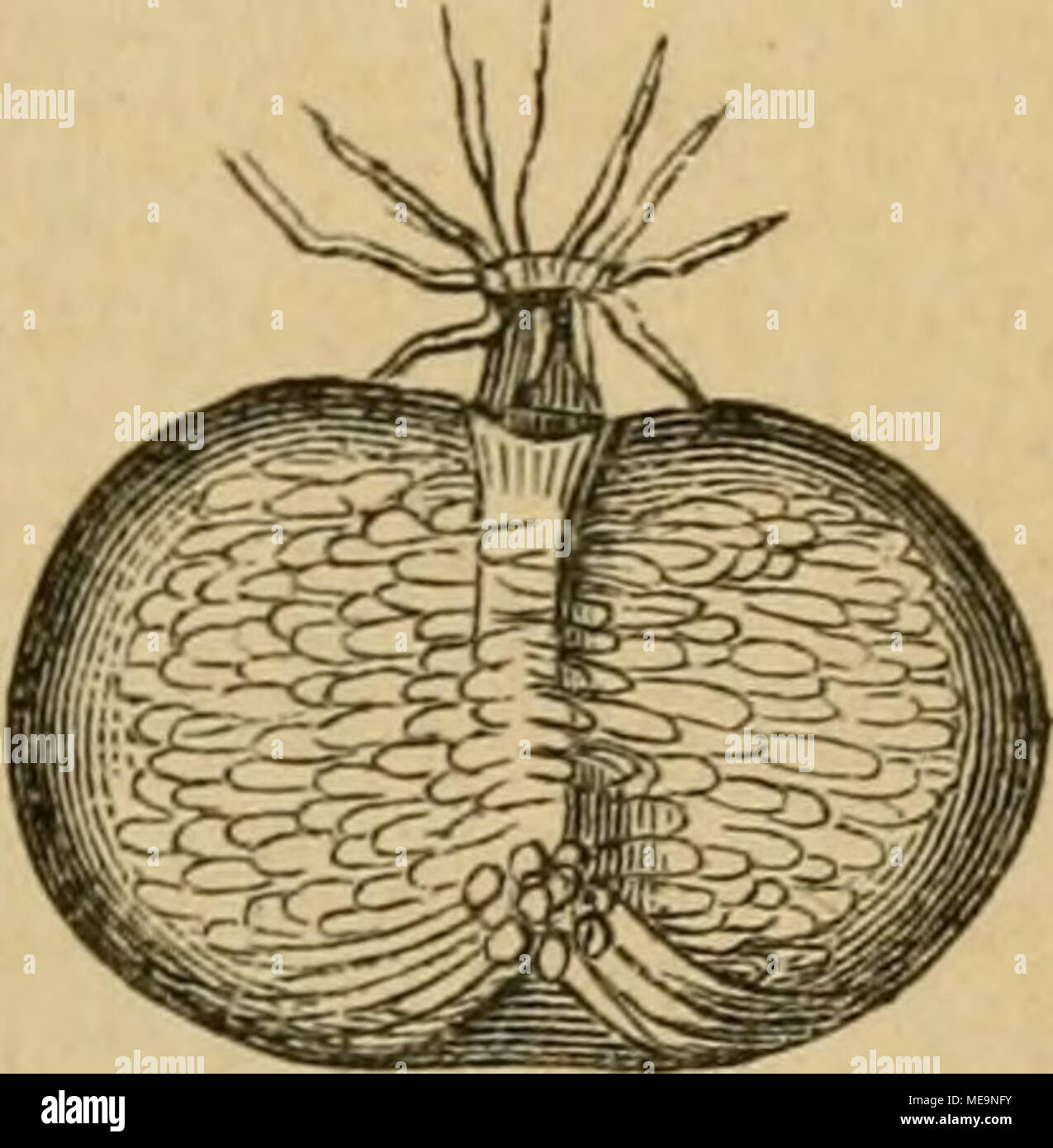 . Die Insekten . Uebergaiig ju bcn ^nfeften. Uufenutni^ l^rer 5t6ftammung. 55 (^'i&GT;e t}^^dh^n ent[pringen, feinem gebiilbigcii SBirtlEie "Oa^ 33(iit abgaljft. @§ Ift bie§ ein Juat)r()aftiger ^re6§, ober jagen rt)ir lieber öor Reiten ein ^reb§ gelrefen, nnb in feiner s^genb, bie jene Vergangene @pod)e n)ieberfpiegett, e) je|t nod^ einer. §Ier tritt er nämlid)(§ freilebenbeS ©efd^öpf nnb ^toax im ^oftüm essere§ erniäfjnten s^anptinS auf. ^ie§ ift a(fo ein n)aC)r()aft tragifd^eS ©rempeC einer nebbia. rüdfdjreitenben ©ntlnidtung , einer retrograbenSJieta^ m 0 r p 1^ 0 f e f, l^erbeigefüljrt Foto Stock