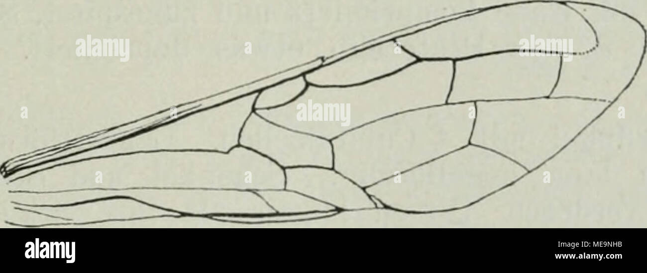 . Die hymenopteren Mitteleuropas nach ihren gattungen und zum grossen teil auch nach ihren arten analytisch . Fig. llü. Vurdeitiügel von Sirex tjiyas. tief ausgeschnitten oder ausgerandet, Mesonotum vor dem Schildchen durch eine Querfurche geteilt. Flügel lang und sclimal mit starken Nerven. Im Yordeiflügel wird der Basalnerv. wenigstens bei den europäischen Gattungen vom ulna geschnitten. Vorderschienen mit nur 1 Endsporn; die hintersten Schienen und Tarsen, namentlich der hinterste metatarso verlängert. Hinterleib vorwiegend zylindrisch, Sägescheide mehr oder weniger vorragend, nur bei Foto Stock