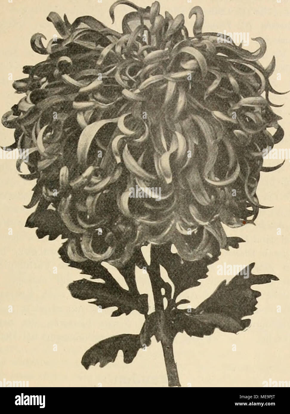 . Die Gartenwelt . "Chiysanthemum Marchese Visconti-Venosta". Origmalaufhahme für die "Gartenwelt". ^^Delavier^'- (Mad. V.), äufserst lange und sehr früh blühend, bei immer guter Füllung, ganz zart rosa mit meer- grüner Mitte, eine Farbenzusammenstellung von eigenartig schöner Wirkung. "Z^z-ws" (Mad. L.) hat eine auffallend Belaubung üppige und einen enorm starken Stiel, ganz horizontale Blütenhaltung, gelb mit rosa Schimmer, grofse Blumen, die nur als Kronen- knospen gewählt werden dürfen. "Fakir'^ (Le), die früheste von allen, leicht citronengelb, mit Spitzen camoscio, ist der e Foto Stock