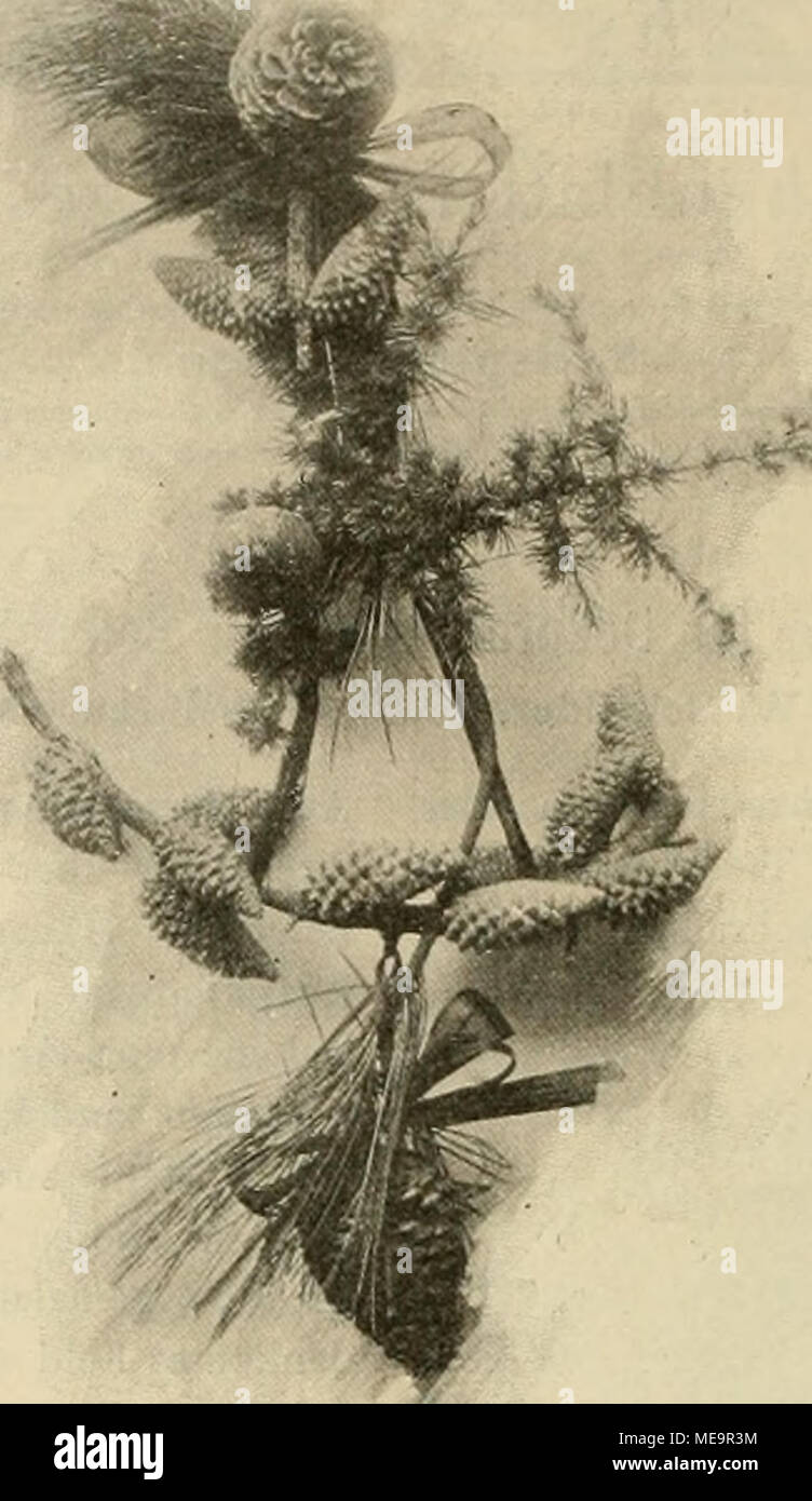 . Die Gartenwelt . Zapfendekoration von Hoflieferant H. Henkel Darmstadt. Originalaufnahme für die "Gartenwelt**. Stauden. Peonie. Von C. Eitel, Chatenay (Seine). (Schlafs.) Die Strauch-Päonien lassen sich leicht treiben, nur sollte mit dem Treiben nicht zu früh begonnen werden. Am besten wähle man dazu 3-4jährige, in Töpfen gezogene Pflanzen, die mehr Blumen zu brin- gen im Stande sind und dieselben auch besser entwickeln als jüngere Pflanzen. Licht, Luft und genügend Platz ist die Hauptsache und ein helles Gewächshaus, das reichlich ge- lüftet werden kann, am geeignetsten. Die Pflanzen werd Foto Stock