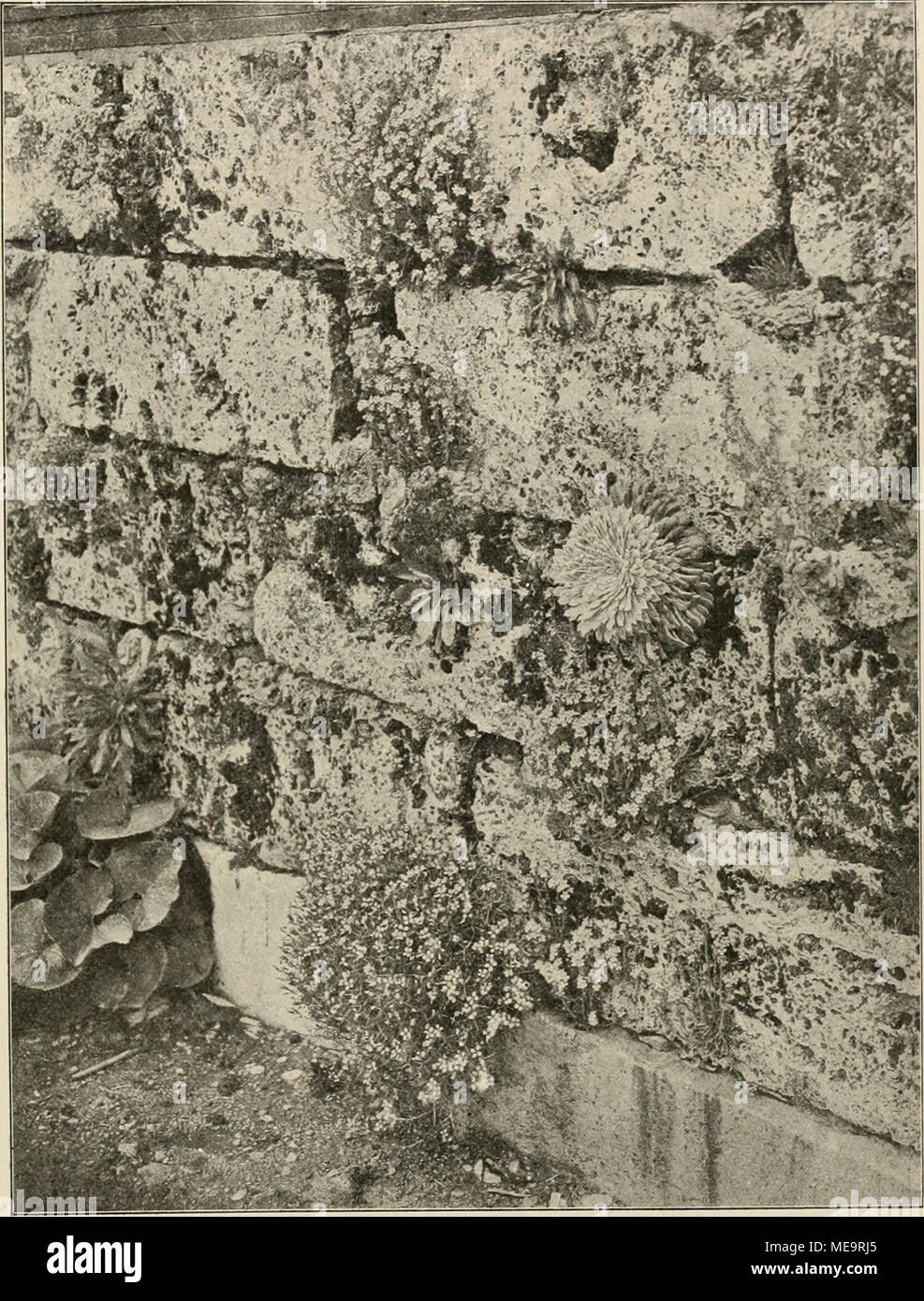 . Die Gartenwelt . Un Alpenpflanzen einer Gewächshausmauer. Originalaufnahme und Geröll in unseren Alpen die prächtigste und zarteste Flora wuchern. Auf den felsigen Abhängen der Höhen entfaltet der "König der Alpen" (Eritrichium nanum) Tausende circuizione in reinstem Azurblau prangenden Blüten und die herrlichsten Androsace-hxXf^w (A. hebjetka und glacialis), der Alpenmohn (Papaver alpinum) und Thlaspi rotundifolium leuchten wie ebensoviele glänzende Sterne. Der Felsen sorgt für alle diese Pflanzen kleinen und giebt ihnen je nach Bedürfnis das Wasser, welches Sie brauchen und durch seine Ka Foto Stock