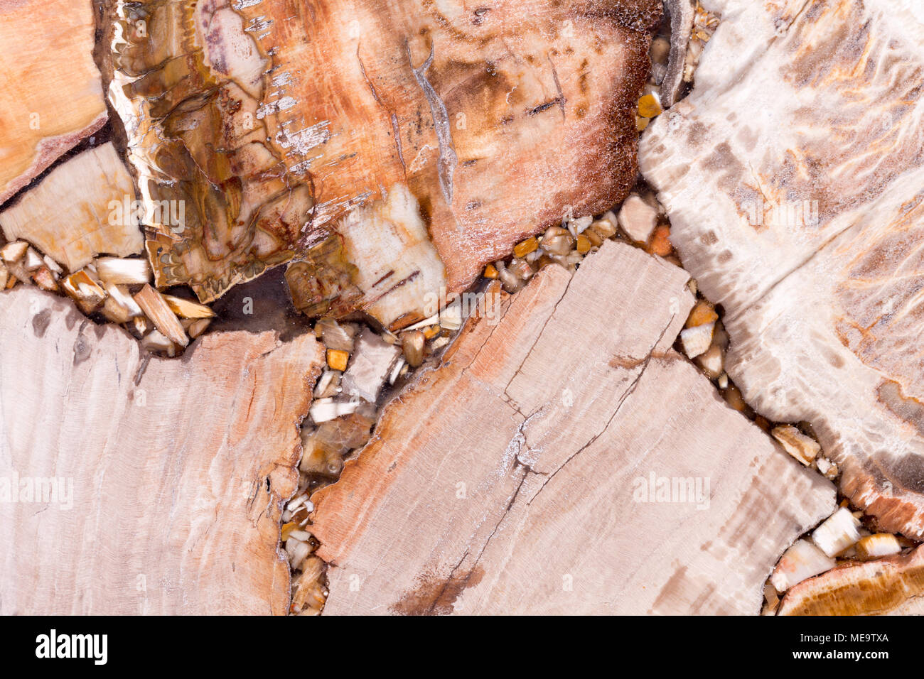Elegante legno pietrificato texture in marrone chiaro con tono insolito Foto Stock