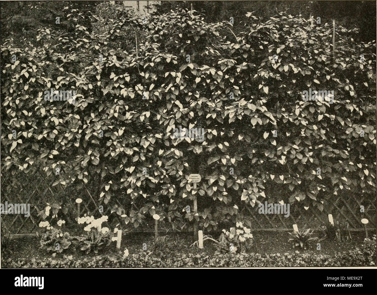 . Die Gartenwelt . Actinidia Kolomikta im Botanischen Garten zu Jena. Originalaufnahme für die "Gartenwelt". Lonicira CaprifoHuni L., "Je länger je lieber" nennt der Volksmund das Geifsblattgewächs; es ist ein Schlingstrauch von Süd- europa und dem Kaukasus mit Beeren korallenroten. L. coeruha /., blaue Heckenkirsche, ein mittelhoher, süd europäischer Strauch mit schwarzblauen, mit weifsem Reif überzogenen Beeren. L. Ledebctirii Eschsch., von Kalifornien, in rauhen Gegenden leider etwas empfindlich, ist wohl das schönste fruchttragende Geifsblatt. Die dunkelpurpurnen, veloce schwarzen, Foto Stock