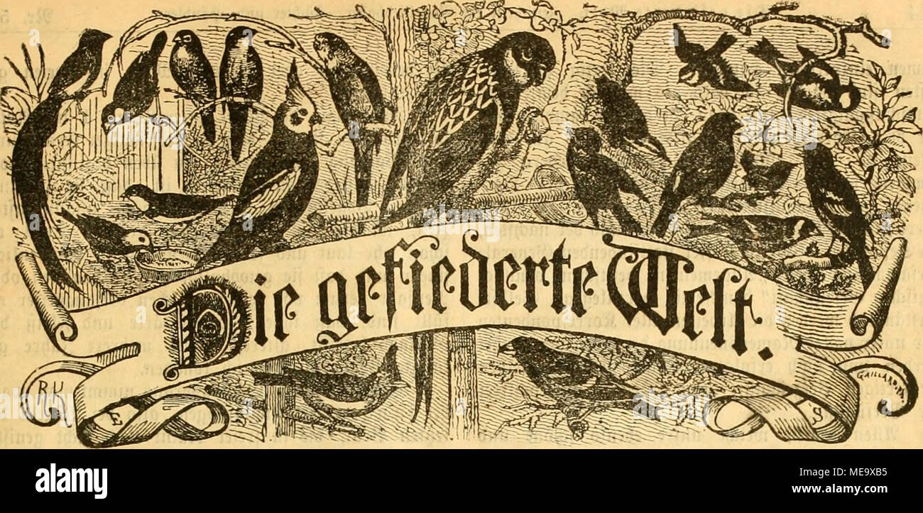 . Die Gefiederte welt . StitmU für s^OfitUlefiöatier, =3üil)t ""&amp; =§önWer. Sejletlungeii buvd^ jebe 58u(^= ^anblung, foroie iebe *pofianftolt. tpreiä oietleljä^rlic^ 3 TOaif. ffiöii^entli^ eine SJuinmer. § E V u ä g c ui' 6 e n o o n il dottor äaü TST|i. "Ciiuiig: Söevlin, S3cUealliancefiva|e 81 III. Slnjeigen roetben hie gefpaltene "Petitäeile mit 25 &LT;Pfg. beted^net unb?iefleQuiigen in berSxpebition unb SReboftion entgegengenommen. H. 50. Jlttgöfbuvg, ben 55. Bejcmbcr 1892. XXI. aoljrgang. B^ 3)(r 39i(t(i:a6krHi&amp; fammttii^ct ^riginaC-^rtifteC ifi oDni ^u^immung bti ^"tausgeeer" unD d Foto Stock