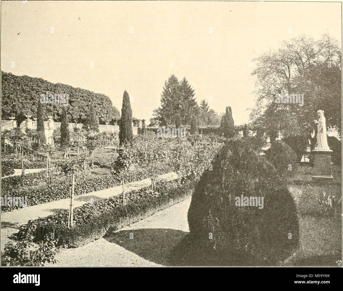 . Die Gartenkunst . Schlofs Mainau. Der Roseugarten. Im Hiutprgrunde die Kastauipnallt"e mit der FriMtreppe. bringt sie jedoch keinen Samen und Icann nur durcli Ver- edelung vermehrt werden. Sie ist die effelctvollste weifs- bliihende Clematis, welche es giebt, dabei noch sehr rasch- wüchsig. Cornidia integerrima (Schizophragma hydrangeoides) kann als kurz bleibende, selbstklinimende Pflanze für schattige Lagen empfohlen werden. Hedera helix und hibernica mit ihren Varietäten sind die unersetzlichen Pflanzen für schattige Lagen, aber nur un Holz und Mauerwerk, nicht un Eisenstäben und Gittern, Foto Stock