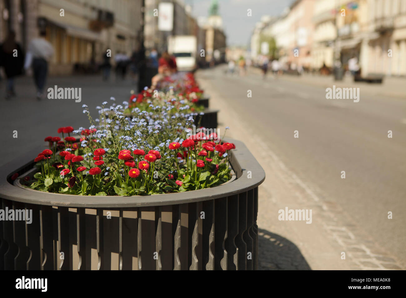 Margherite in fiore-pot su una strada Foto Stock