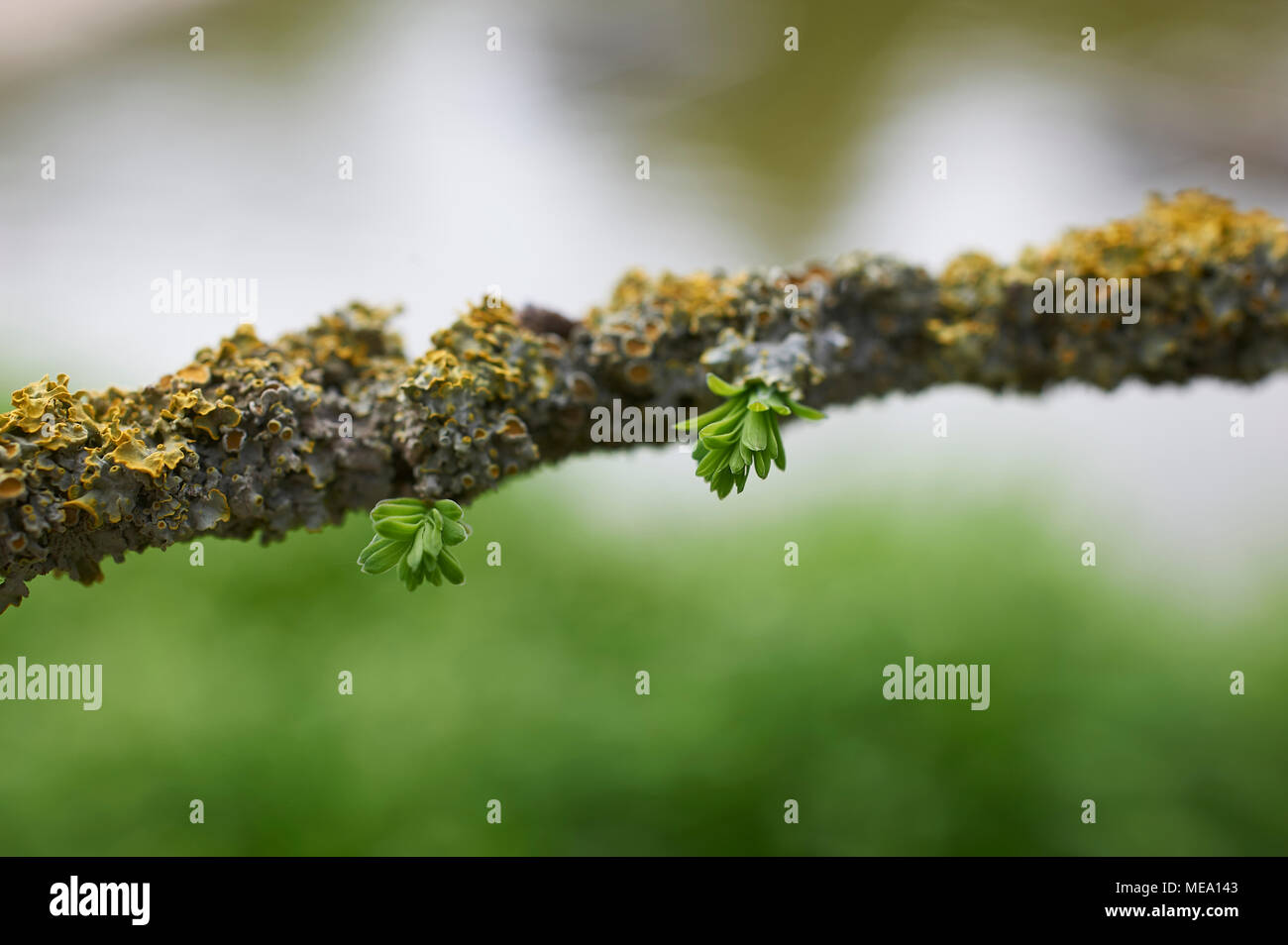 Licheni crescono su di un ramo di albero Foto Stock