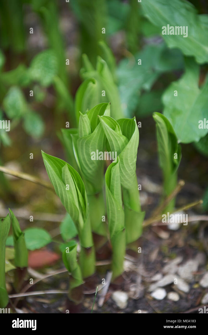 Germogli di primavera del giglio della valle (convallaria majalis) Foto Stock